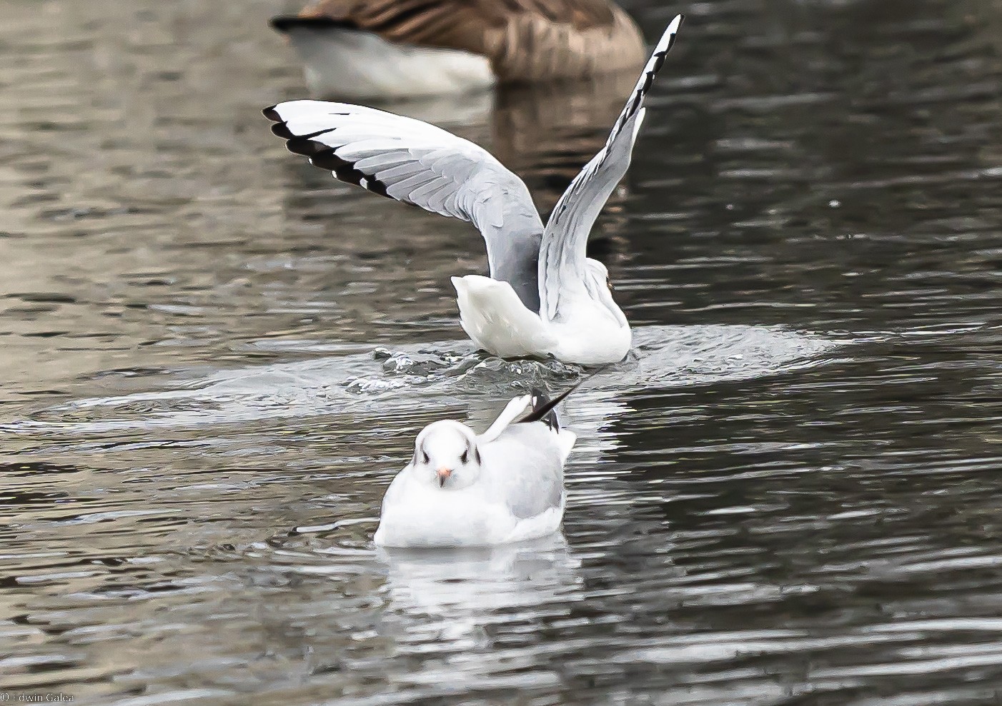 seagull_landed5-1.jpg