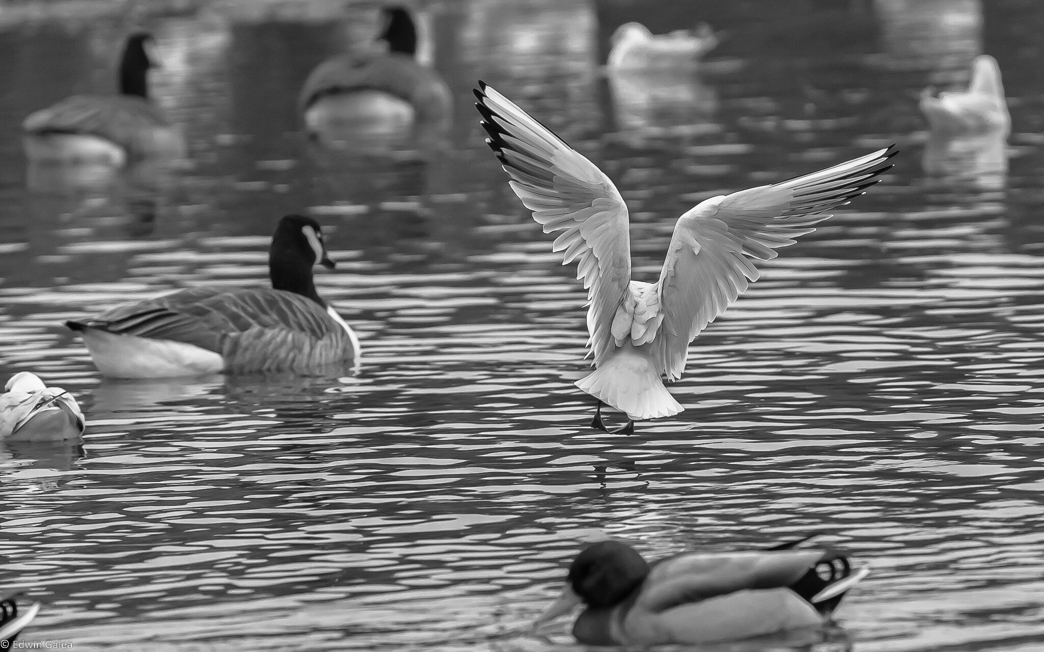 seagull_landing_bw_LC-1.jpg