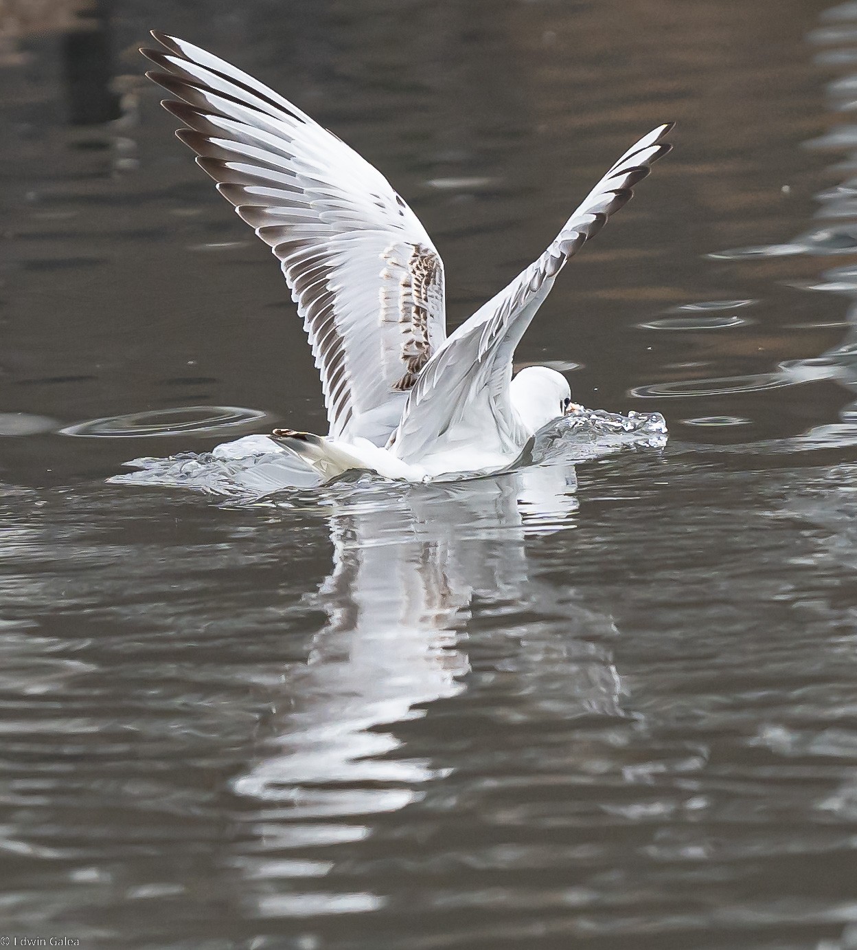 seagull_sailing2-1.jpg