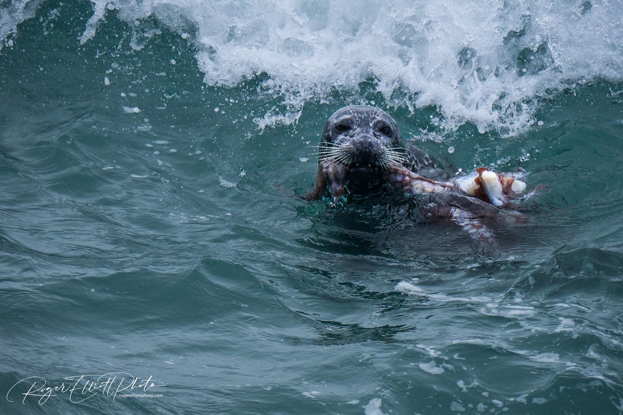 Seal octopus.jpeg