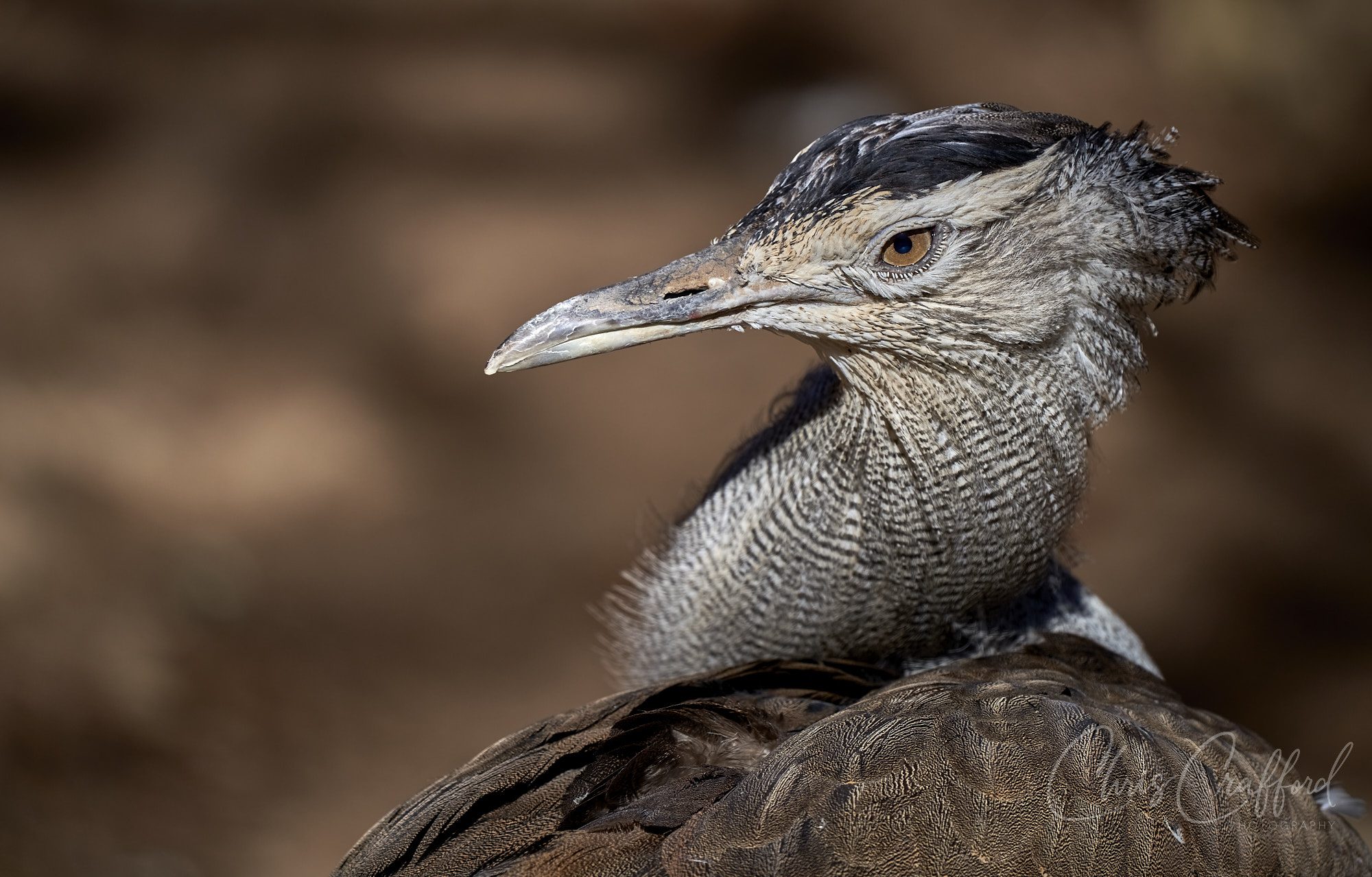 Secretary Bird