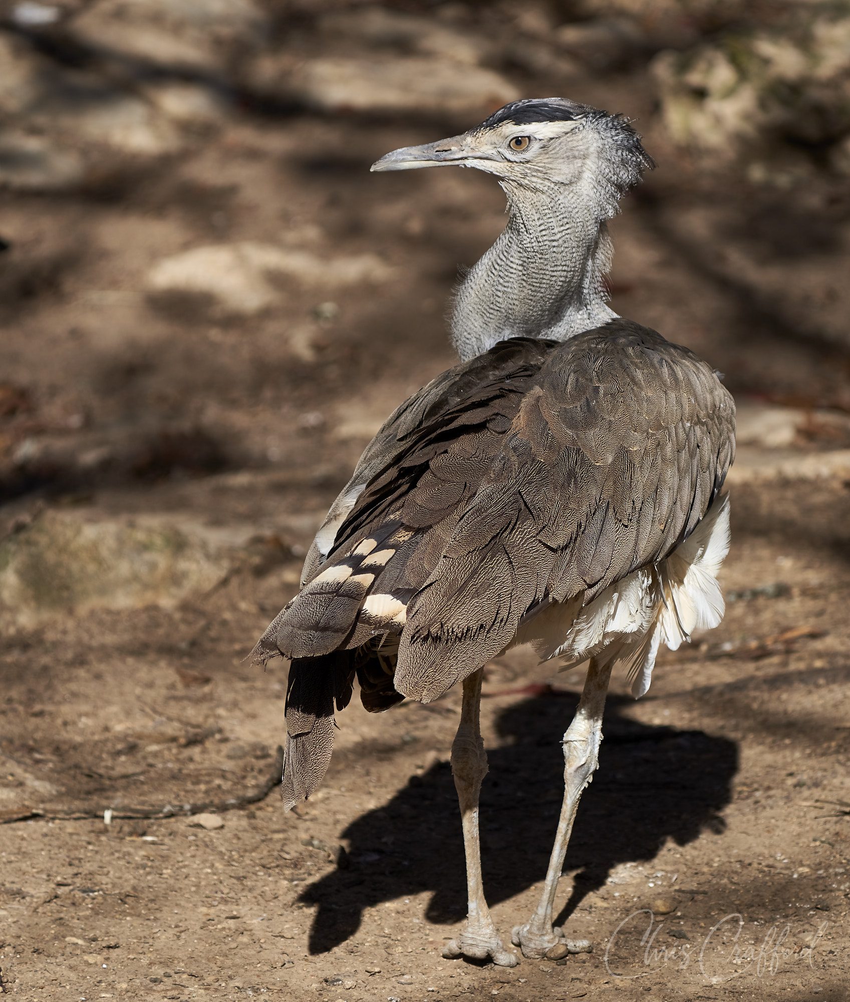 Secretary Bird