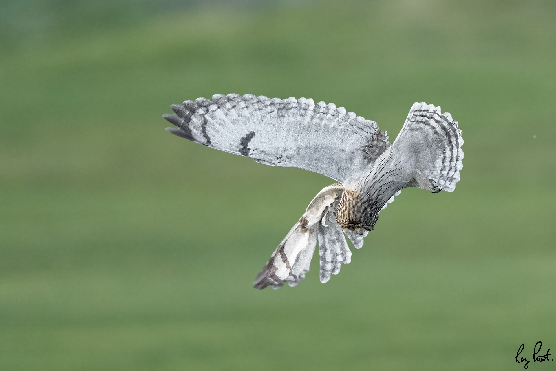 Short-eared Owl-27414.jpg