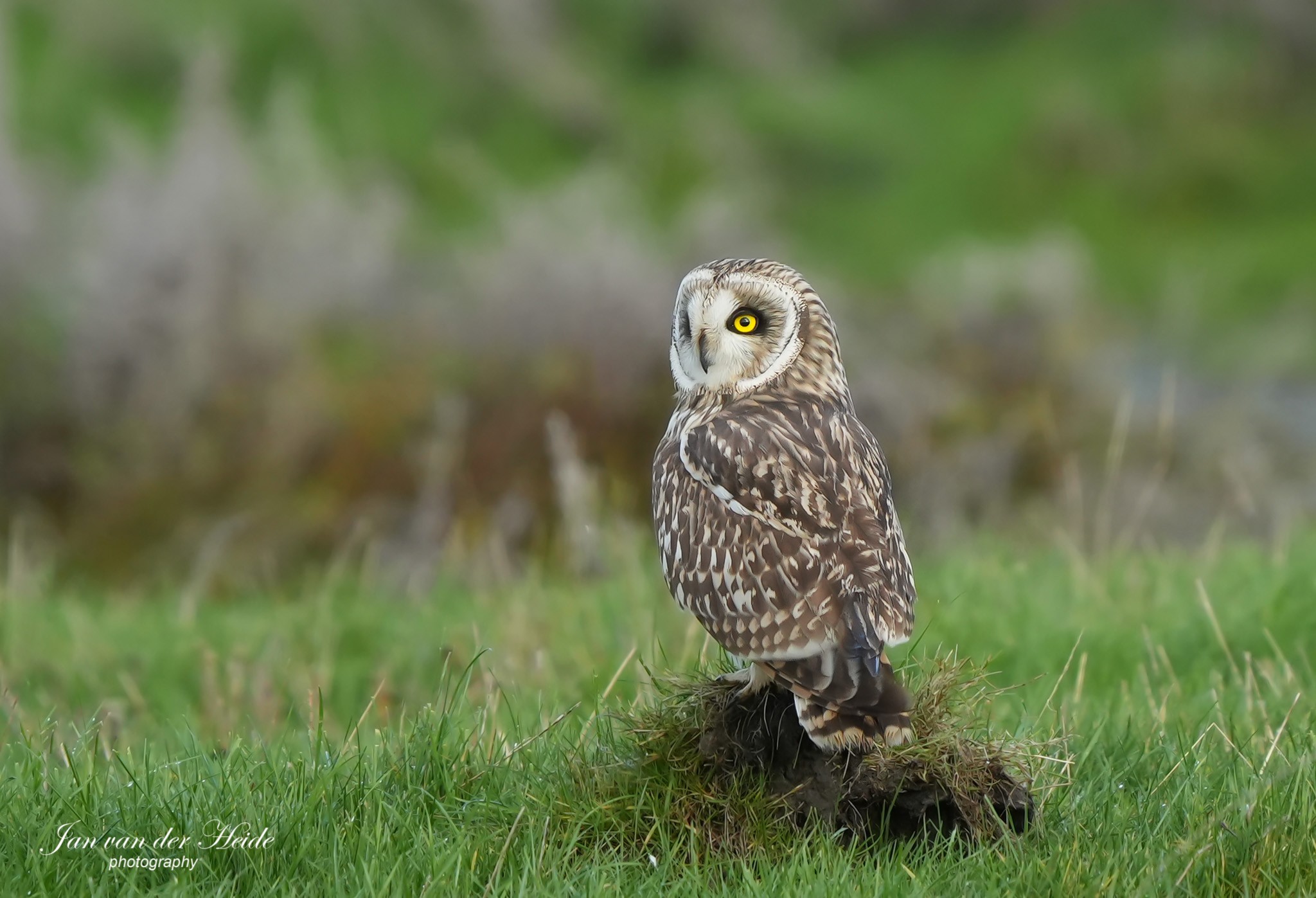 short-eared owl.jpg