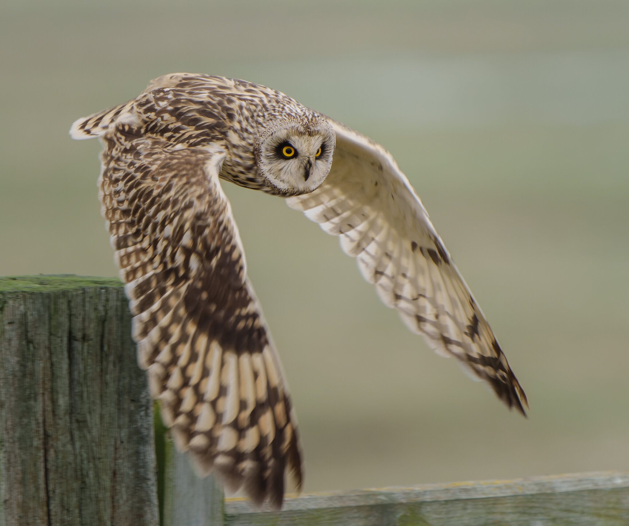 Short Eared Owl.jpg