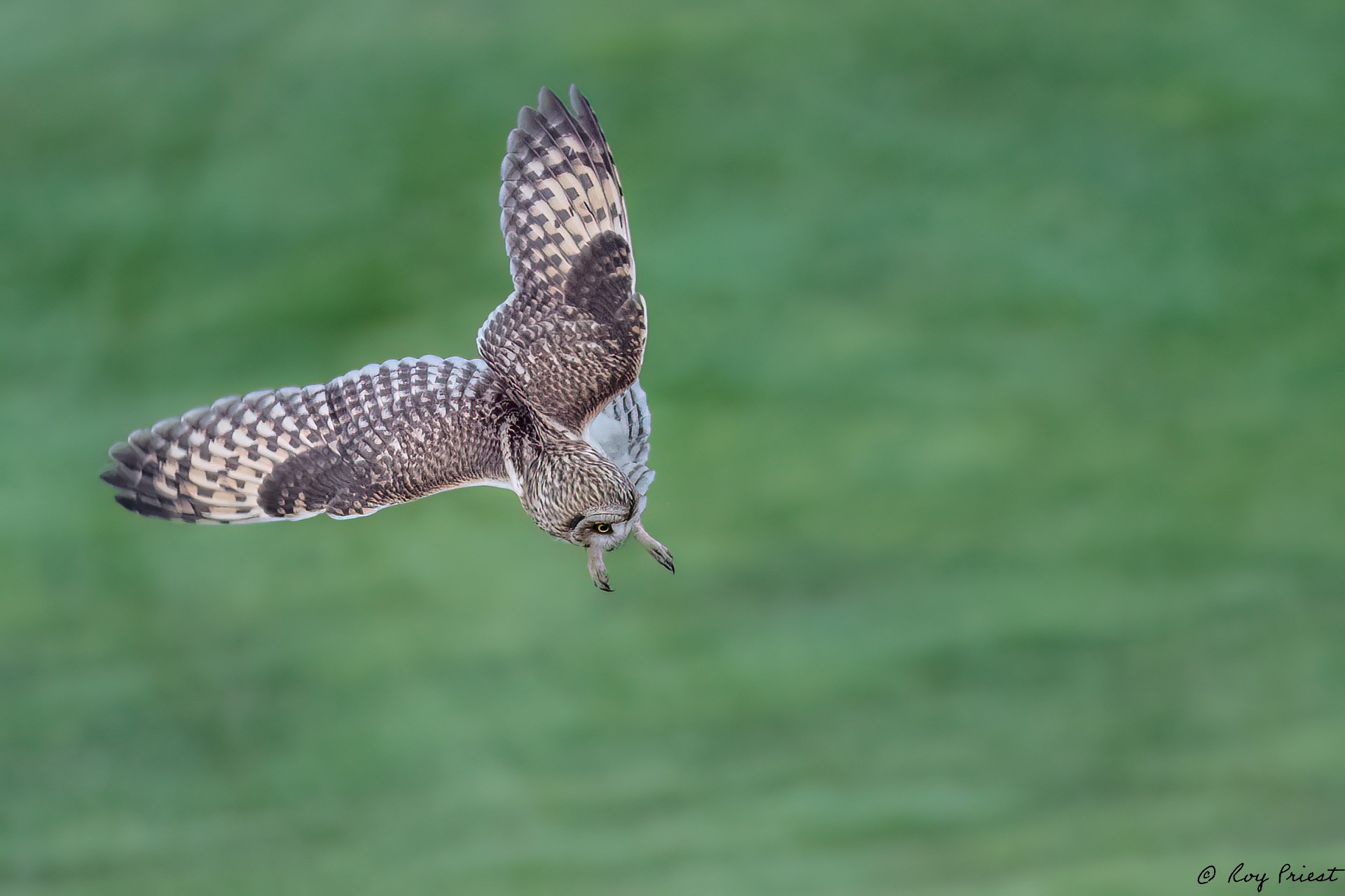 Short-eared-Owl_RP18204-Edit.jpg