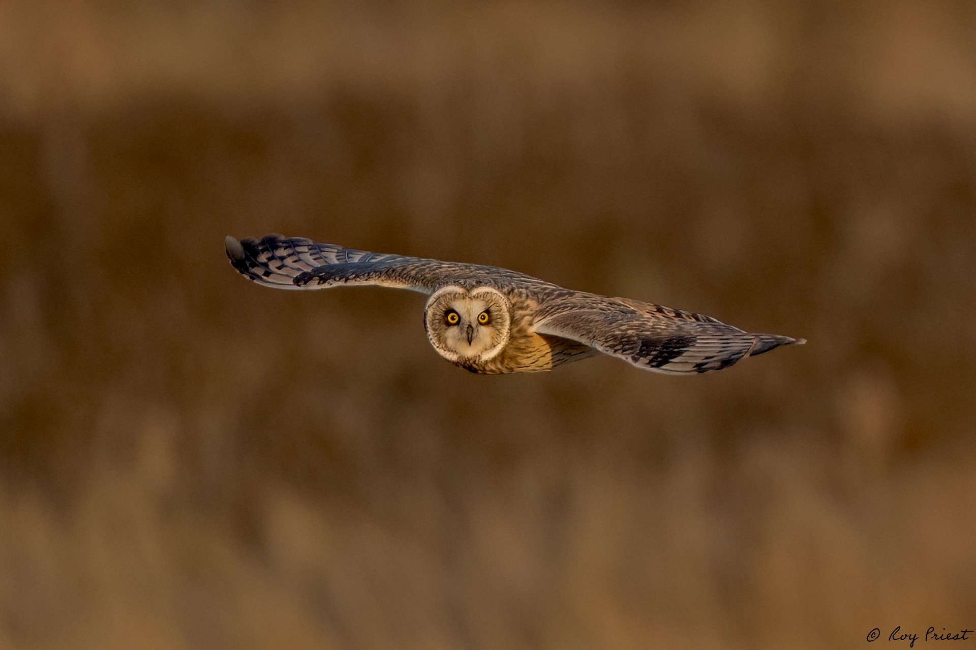 Short-eared-Owl_RP27353.jpg