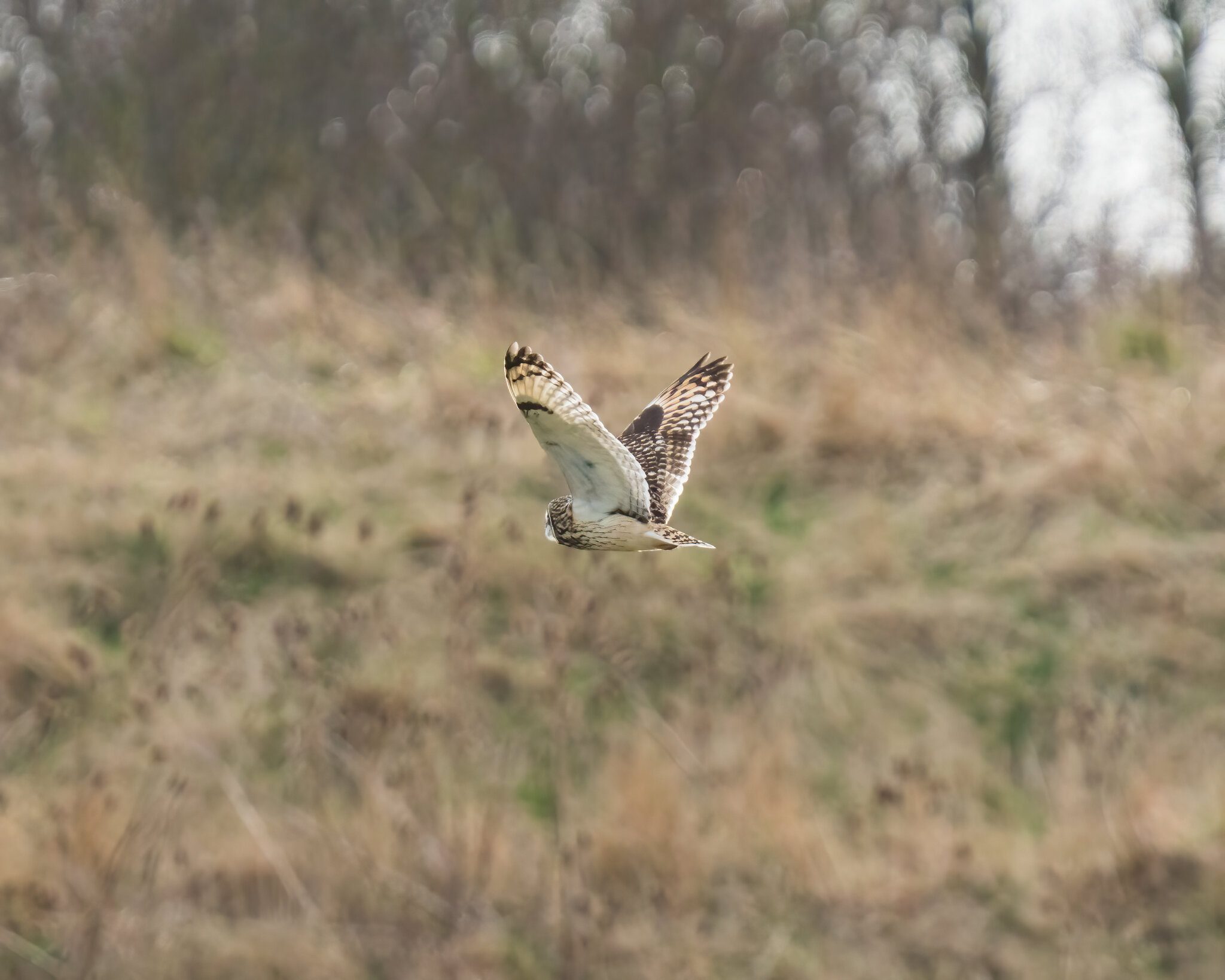 ShortEaredOwl2.jpg