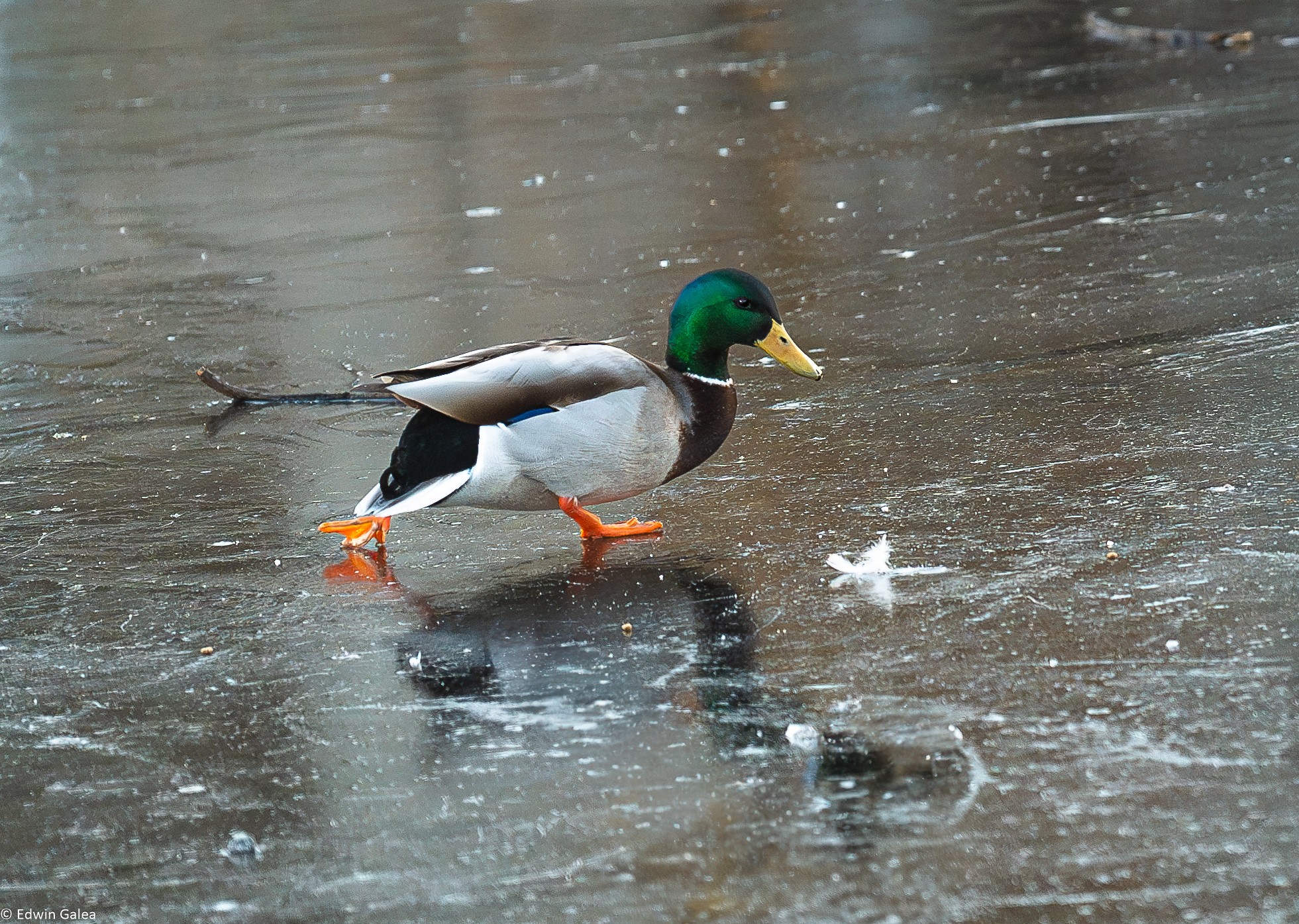 skating duck-2.jpg