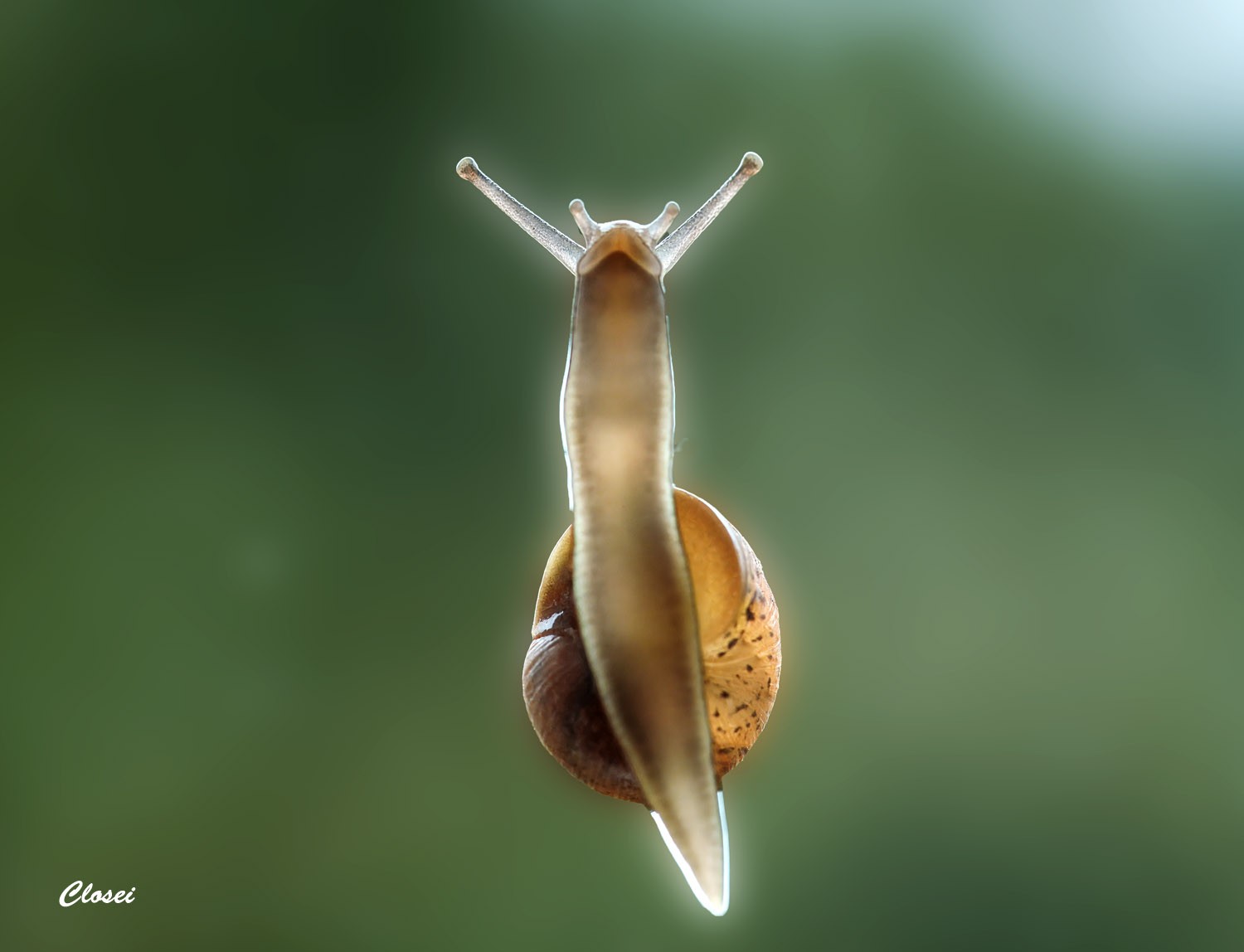 Snail 1-r.jpg