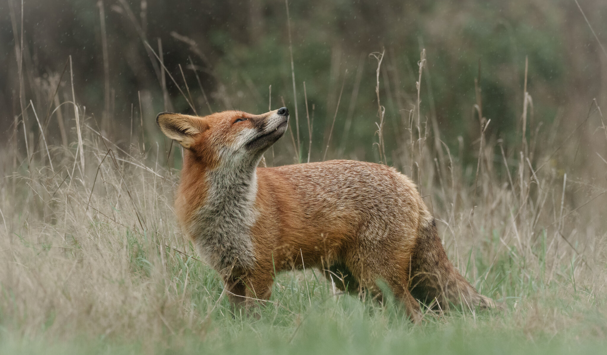 sniffer (1 of 1).jpg