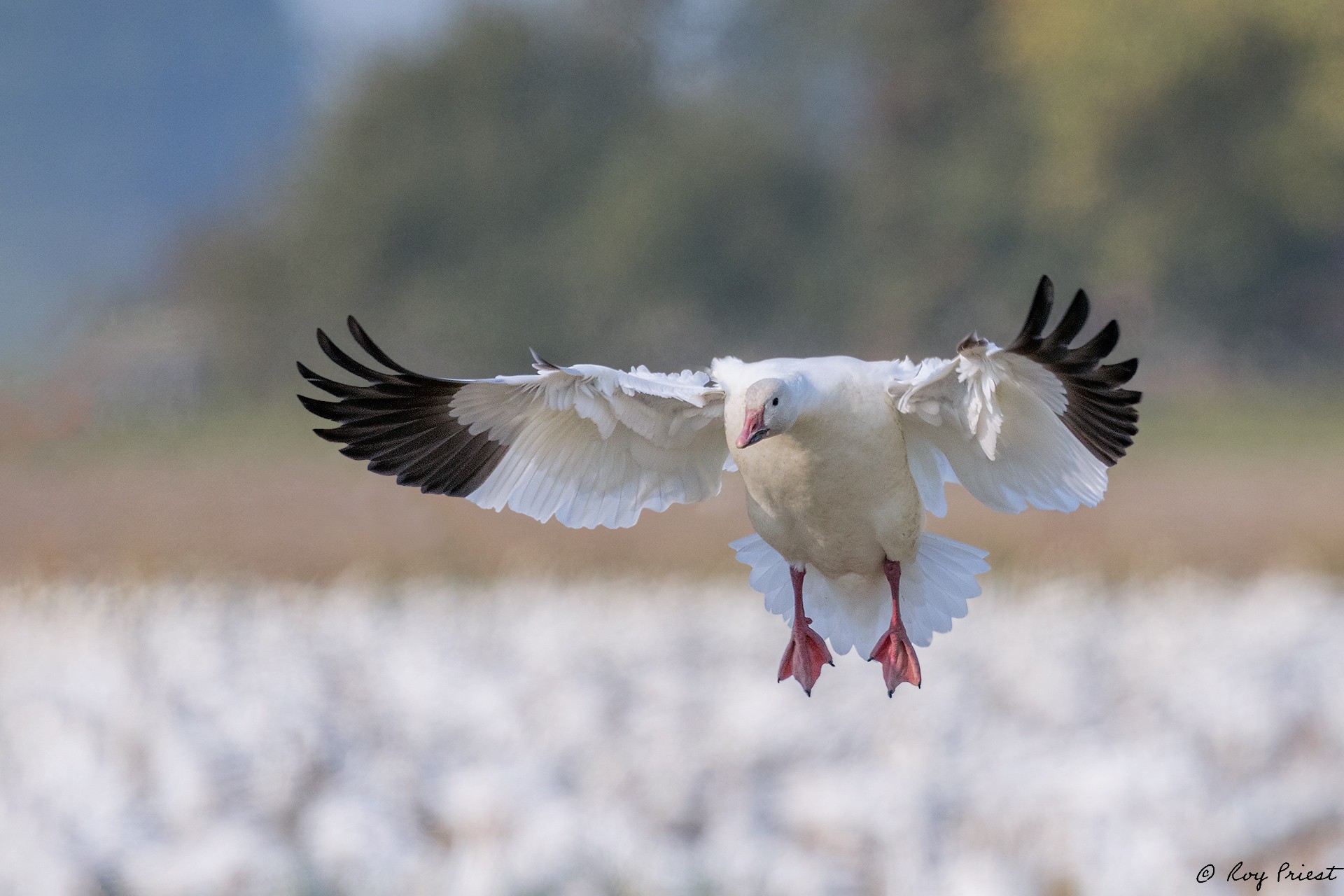 Snow-Goose-Roy-10912.jpg