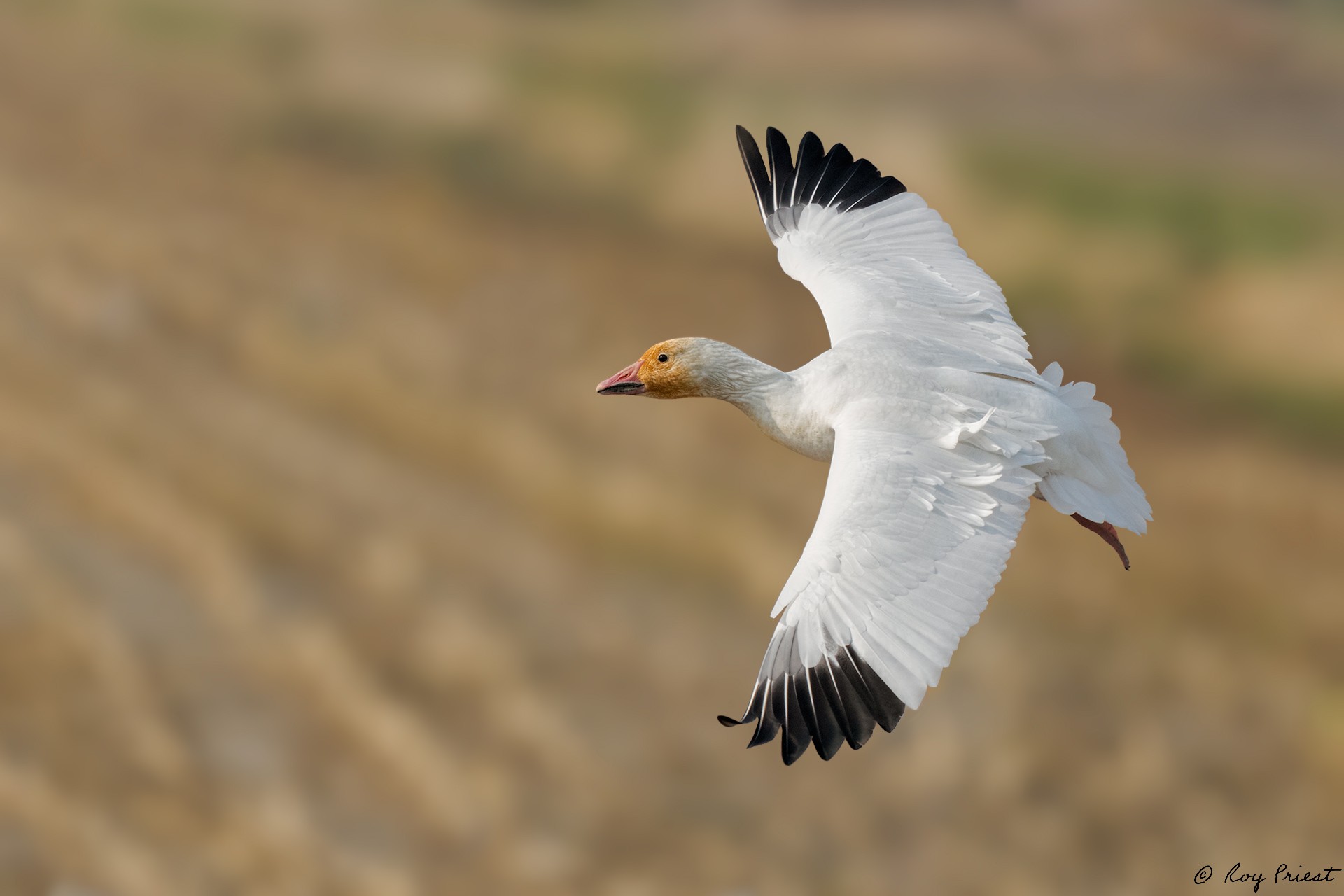 Snow-Goose-Roy-11128.jpg