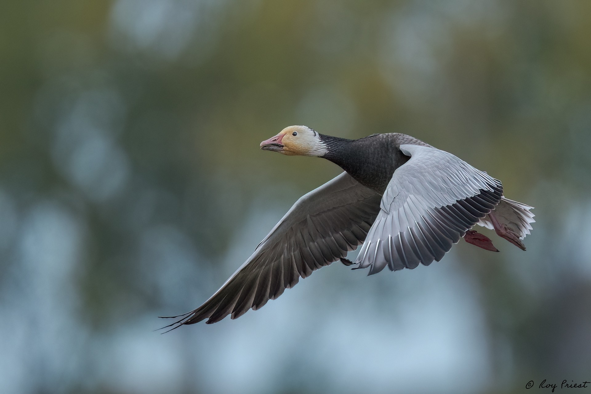 Snow-Goose_RP18022.jpg