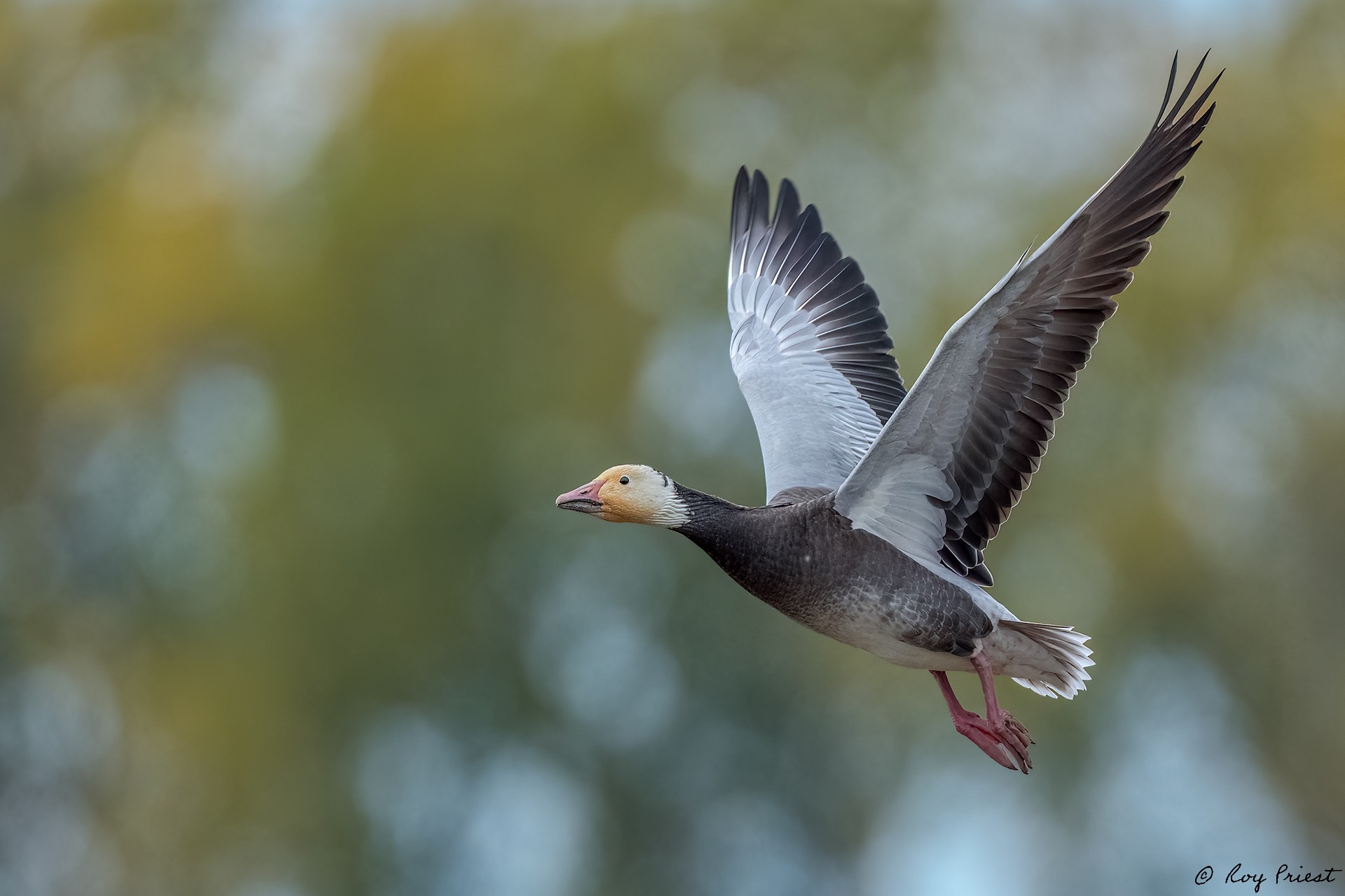 Snow-Goose_RP18025-Edit.jpg