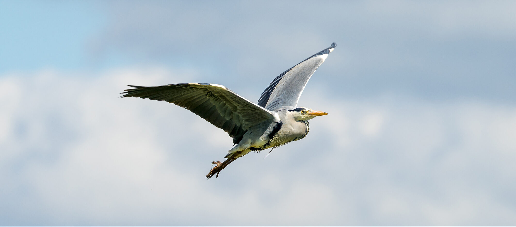 Soaring Heron4@ Prestwick April.jpg