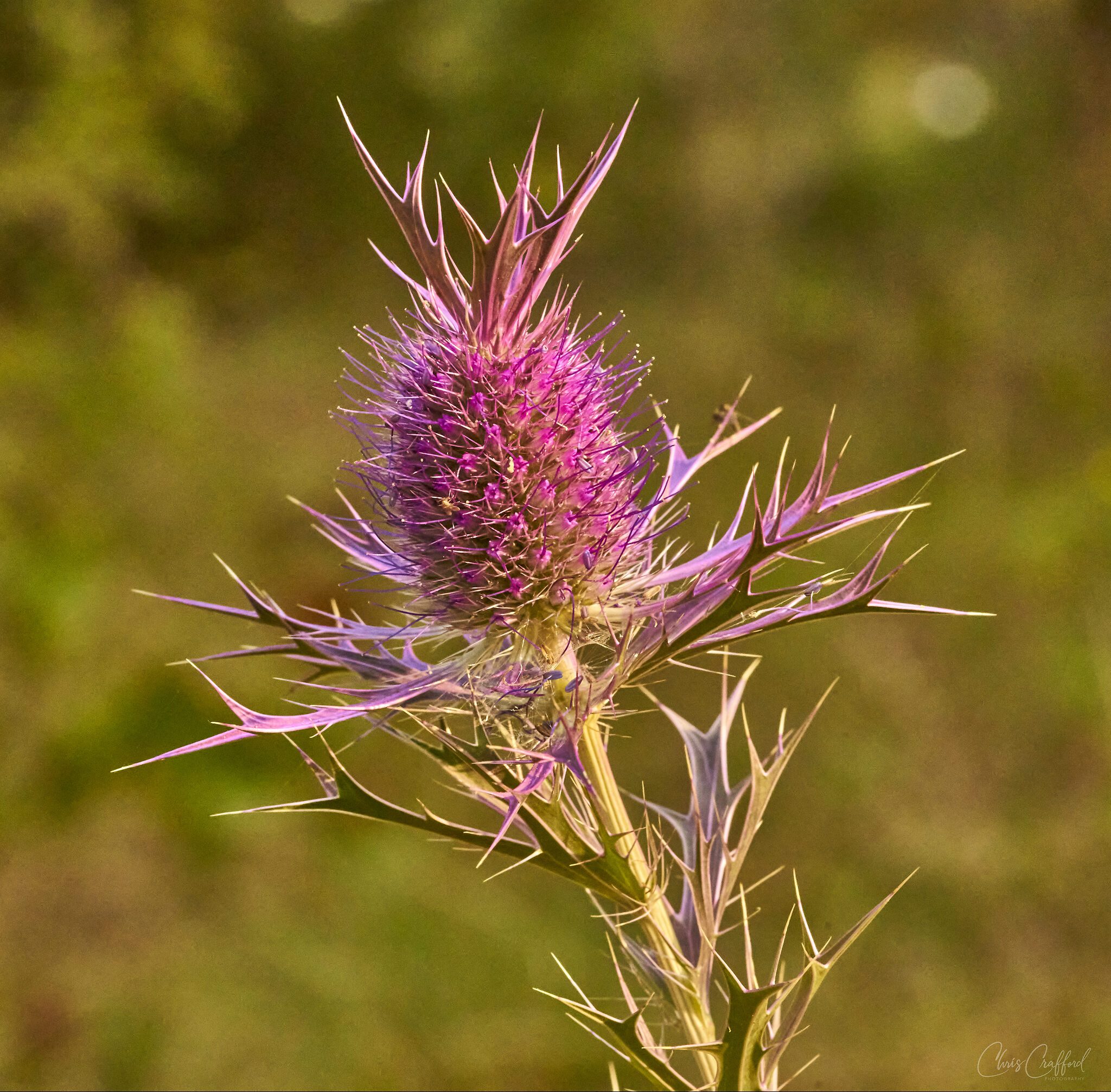 Some kind of thistle