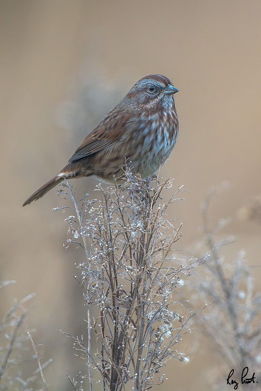 Song-Sparrow-1903.jpg