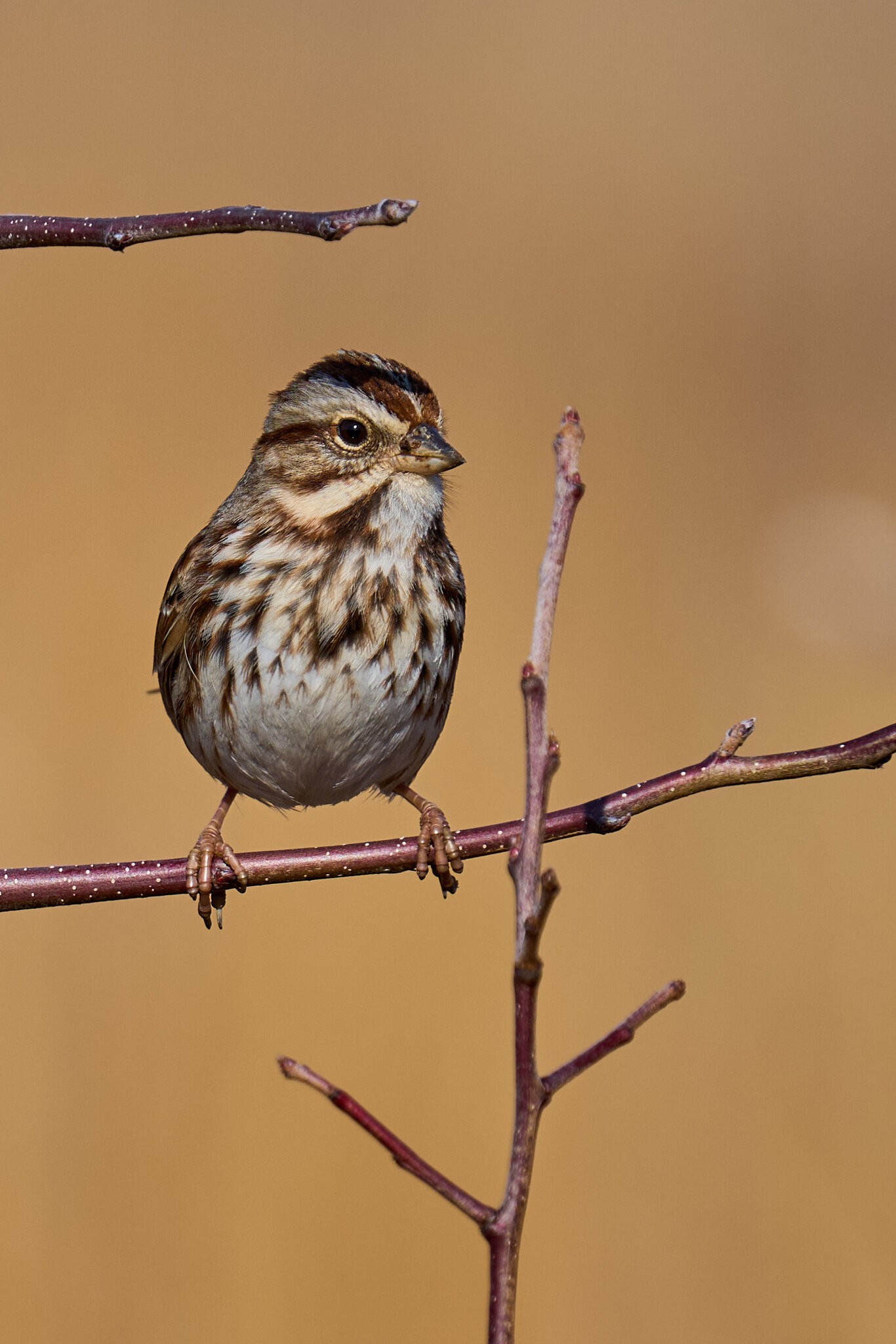 Song Sparrow - BCSP - 02262024 - 01.jpg