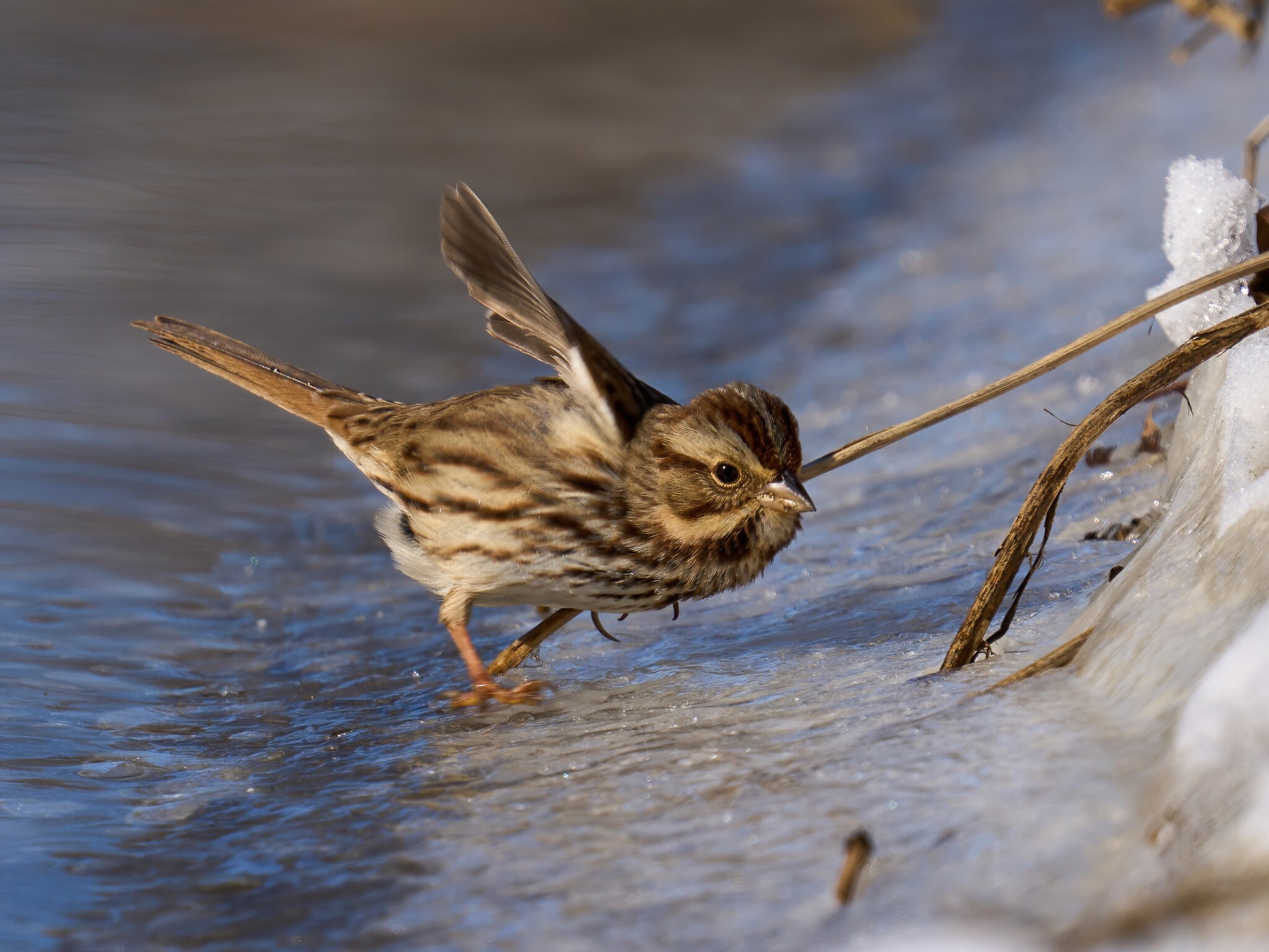 Song Sparrow - BCSP TB - 01302022 - 06-DN.jpg