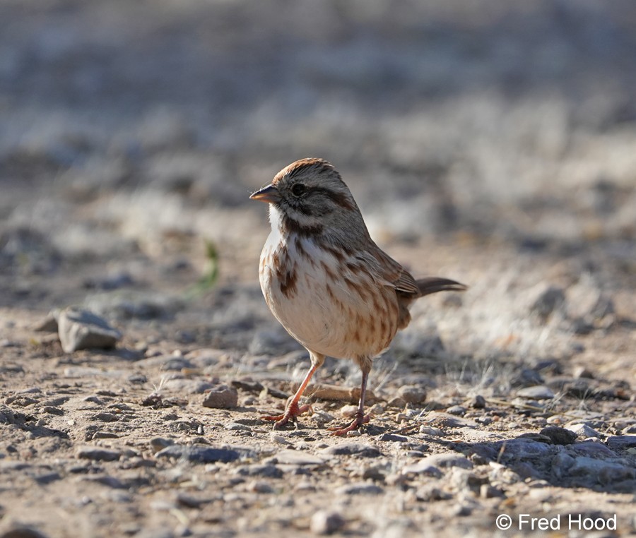 song sparrow_desert S4916.JPG