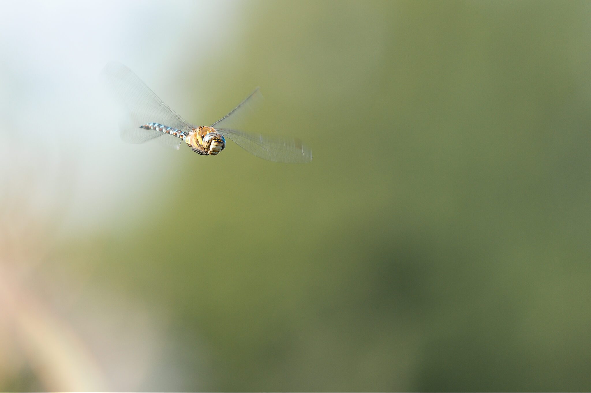 Southern Hawker in Flight.jpg