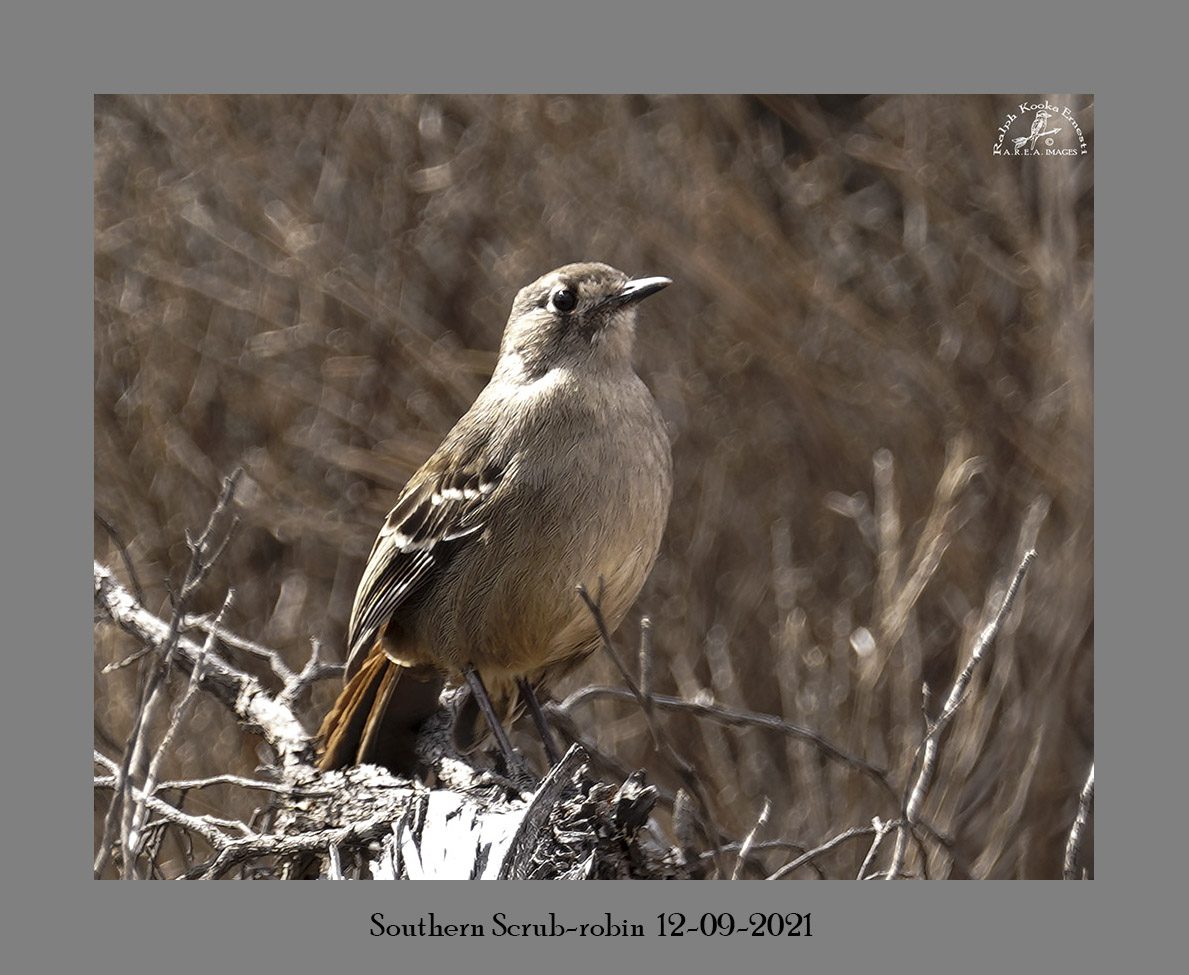 Southern Scrub-robin 12-09-2021.JPG