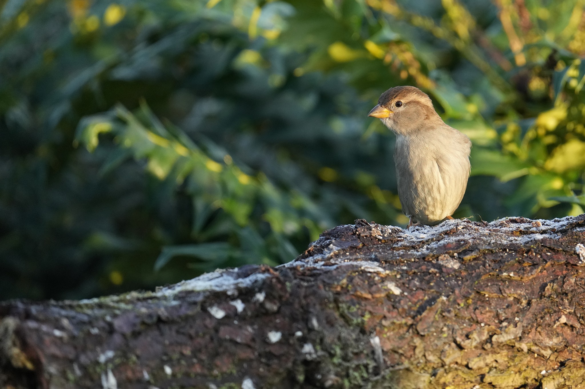 Sparrow-DSC08910-2048px.jpg