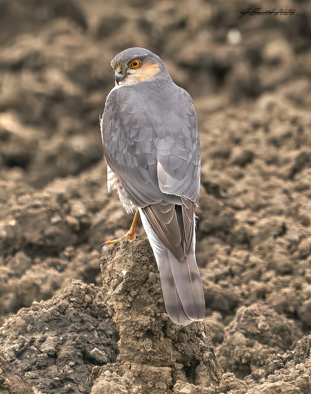 sparrow hawk 2023 8.jpg