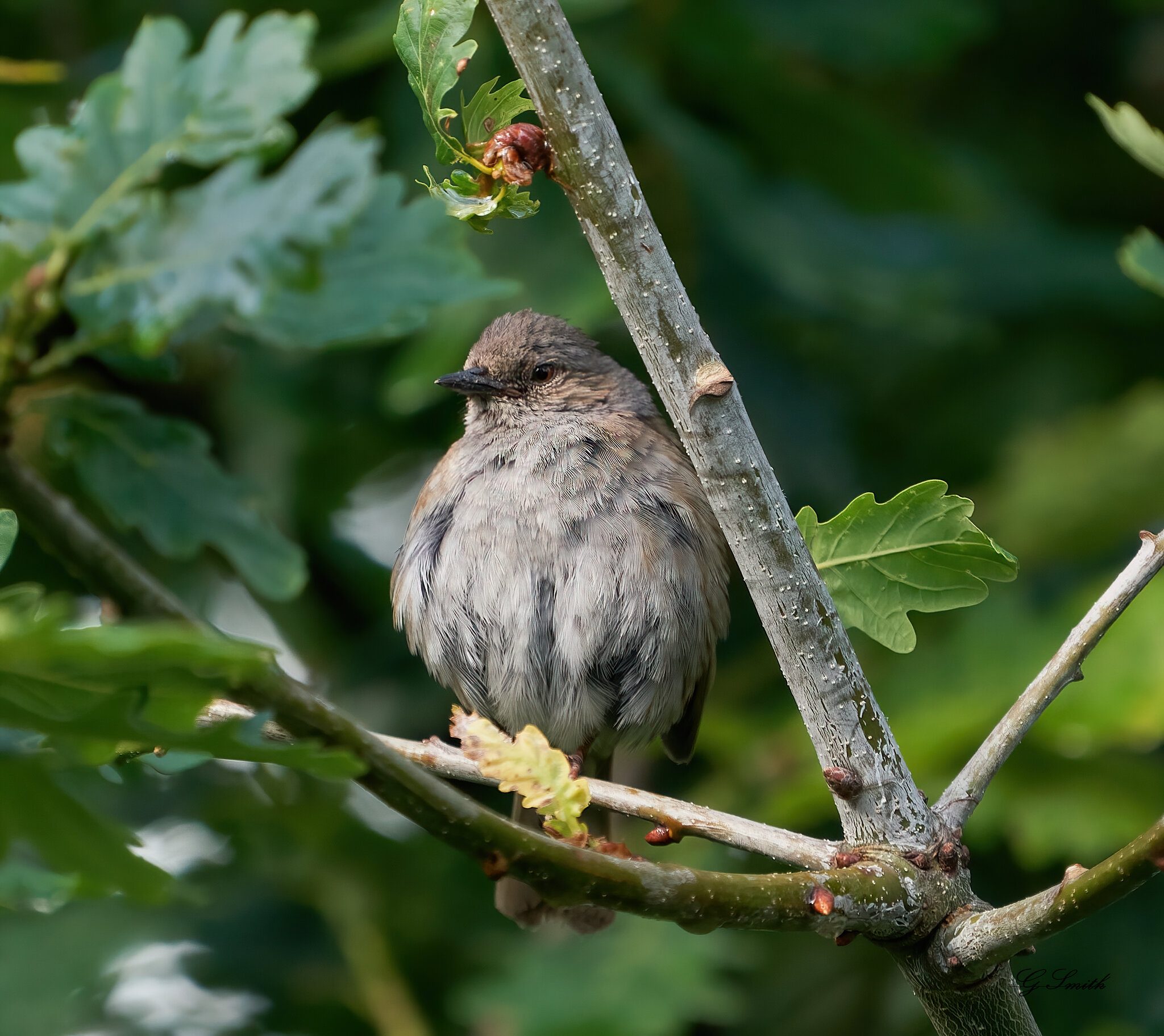 sparrow in tree.jpg