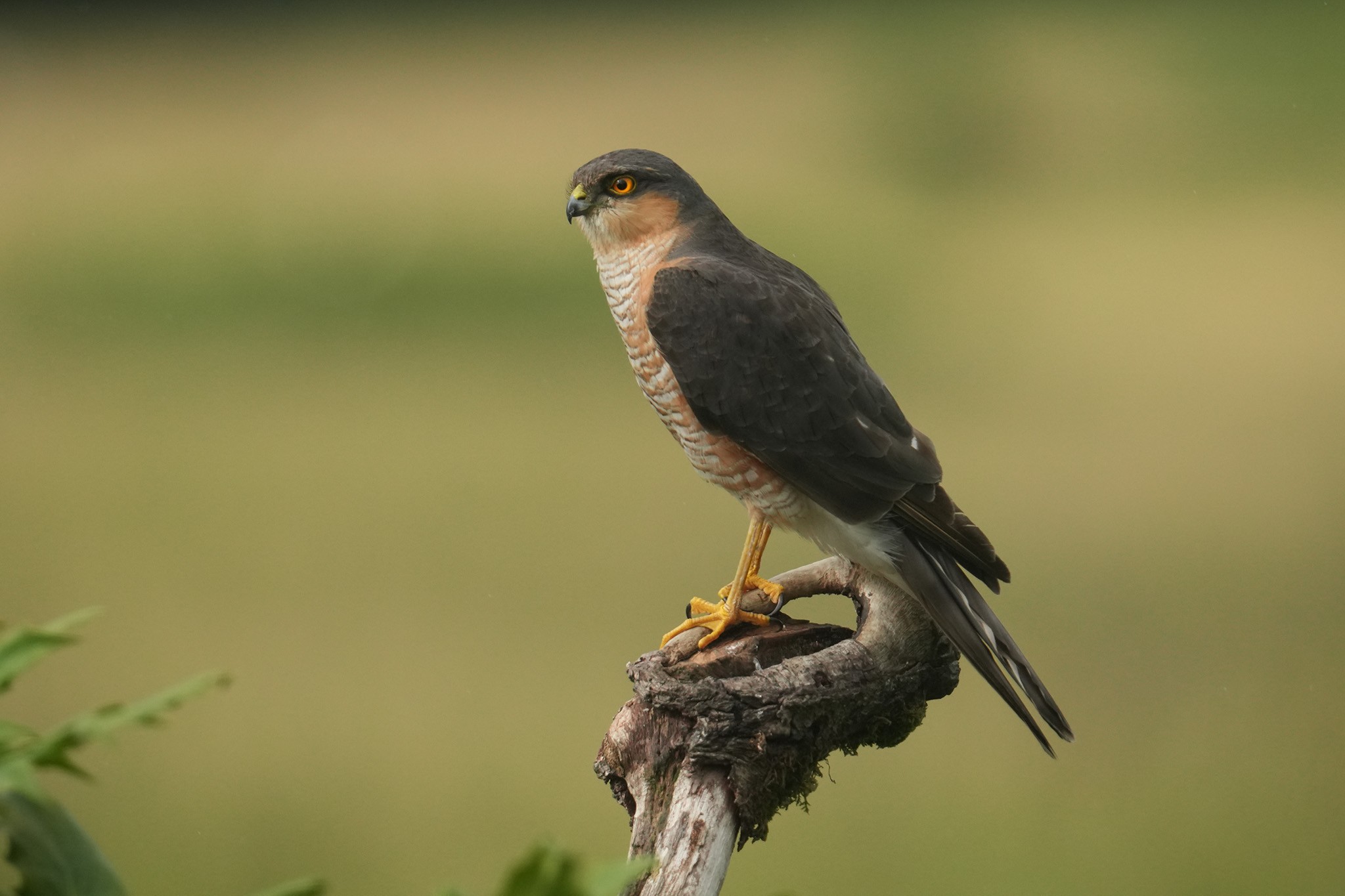 Sparrowhawk-DSC00176-208px.jpg