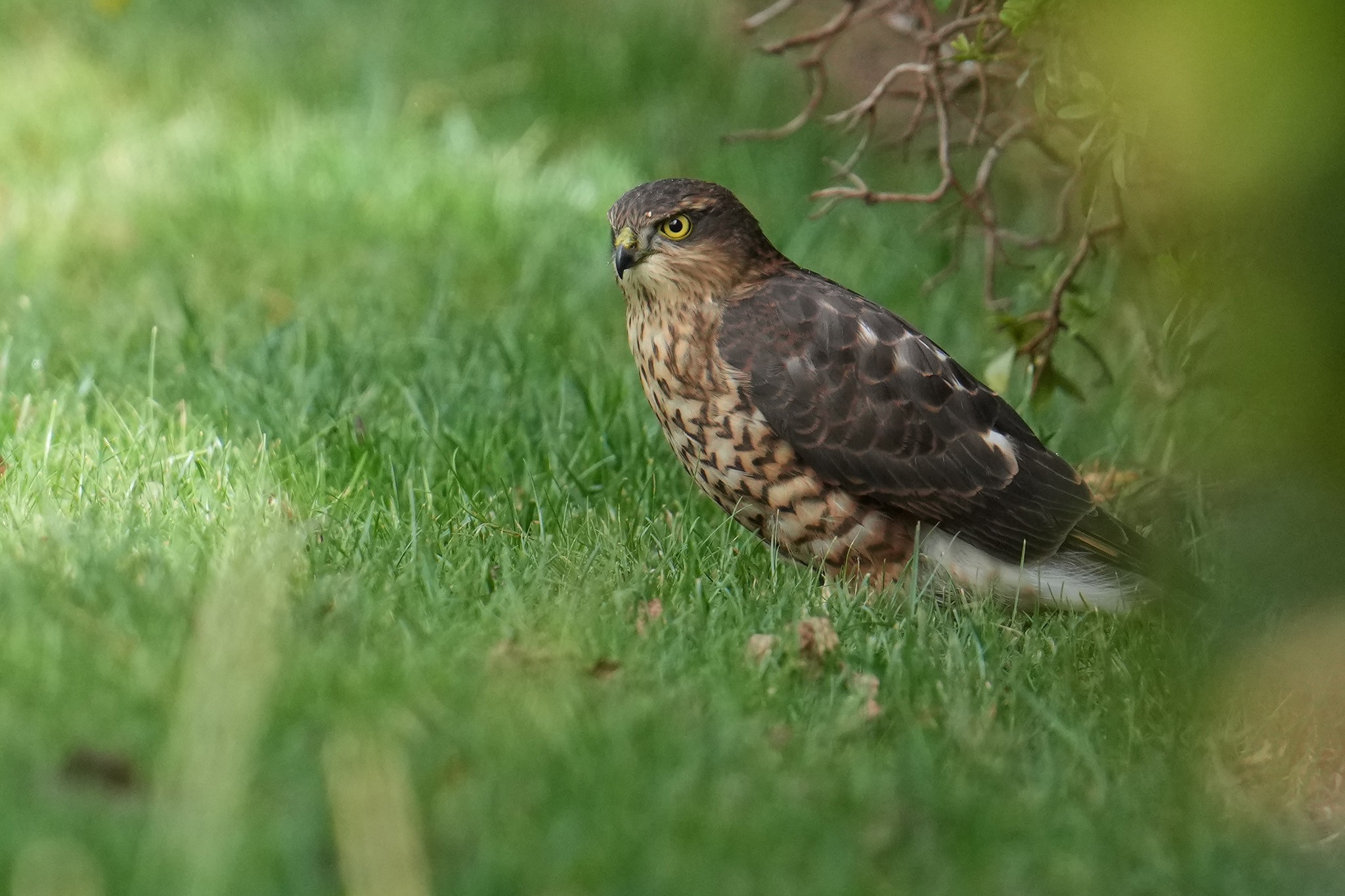 Sparrowhawk-DSC07812-2048px.jpg