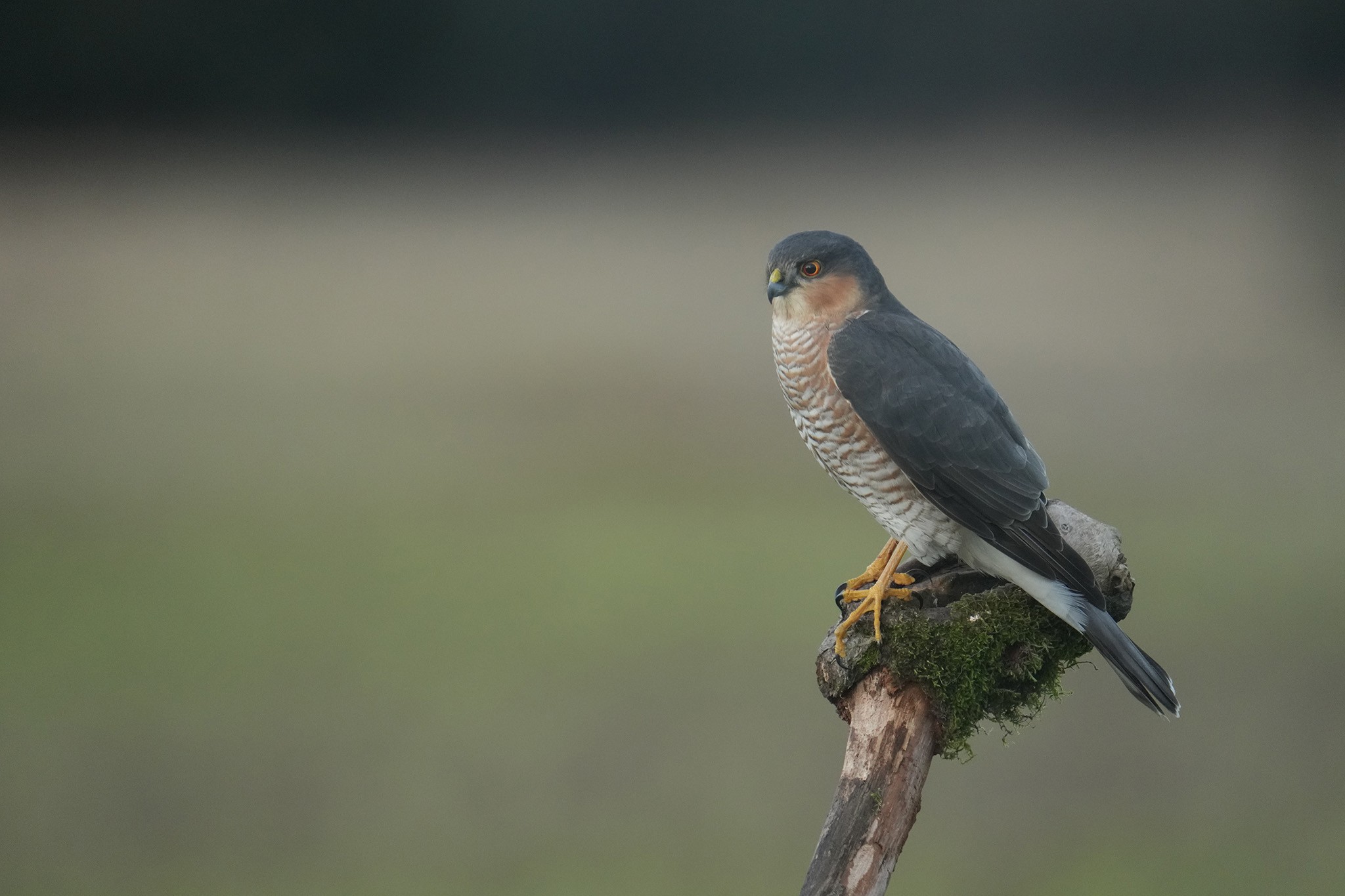 Sparrowhawk-DSC09179-2048px.jpg