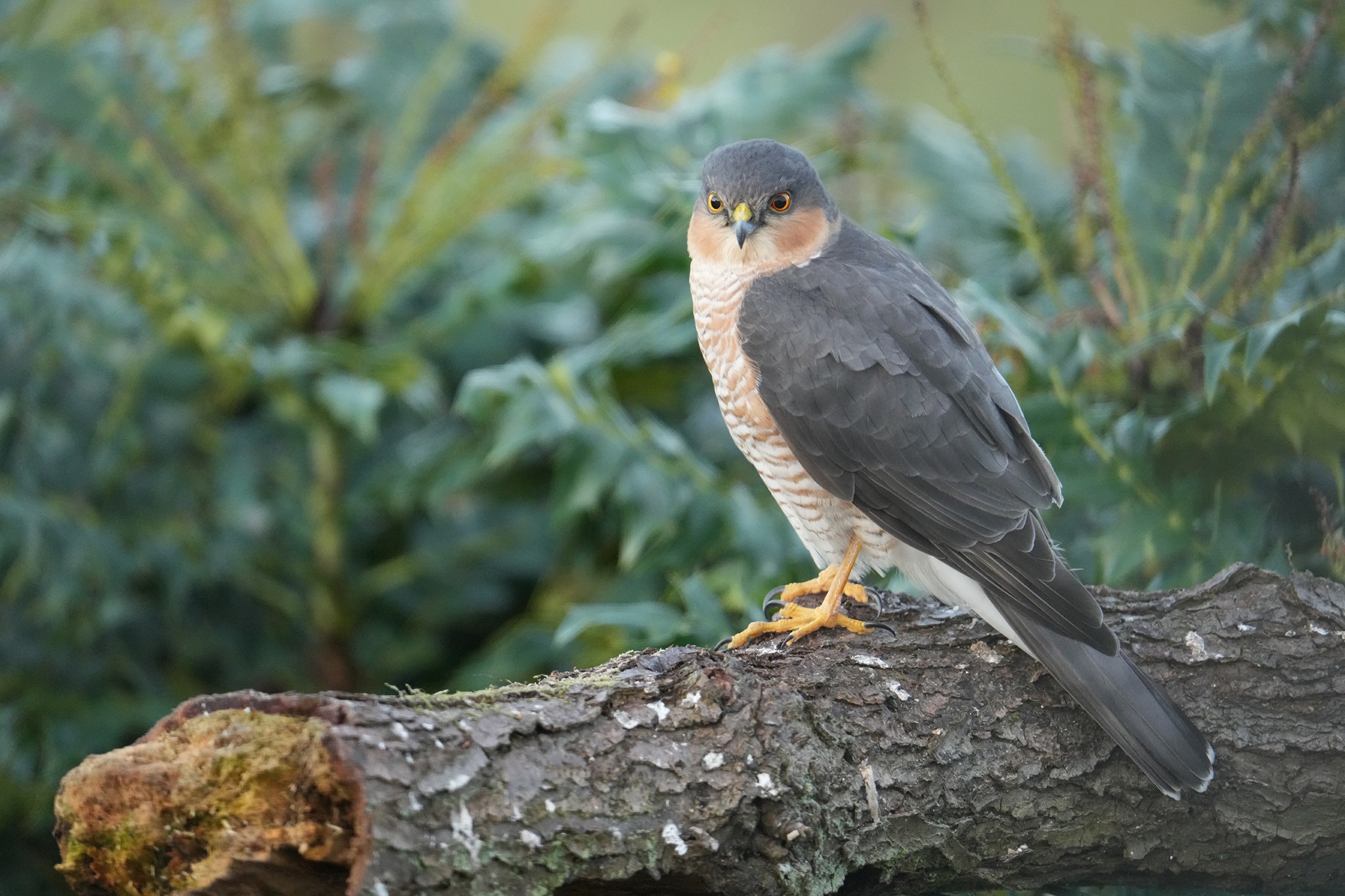 Sparrowhawk-DSC09220-2048px.jpg