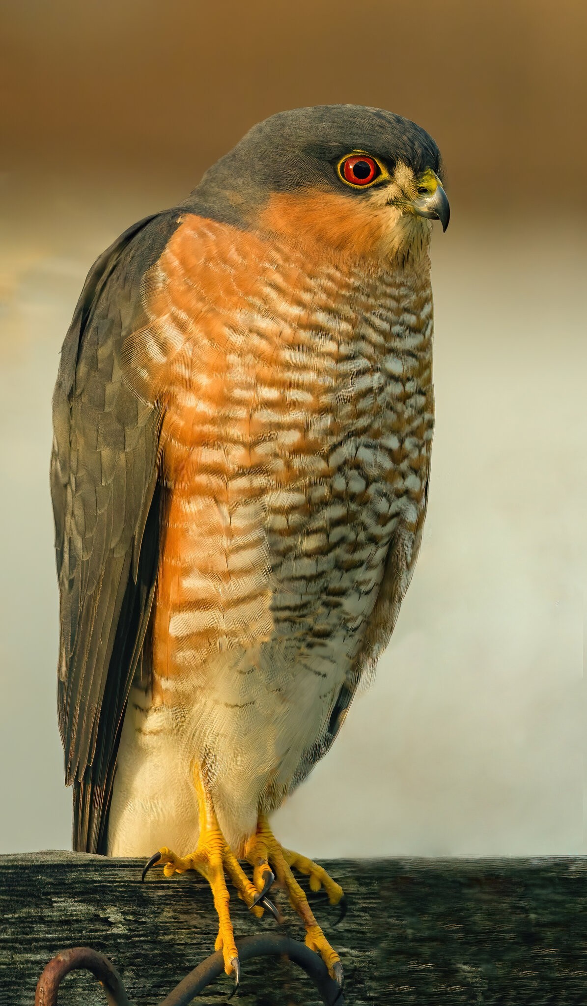 Sparrowhawk.jpg