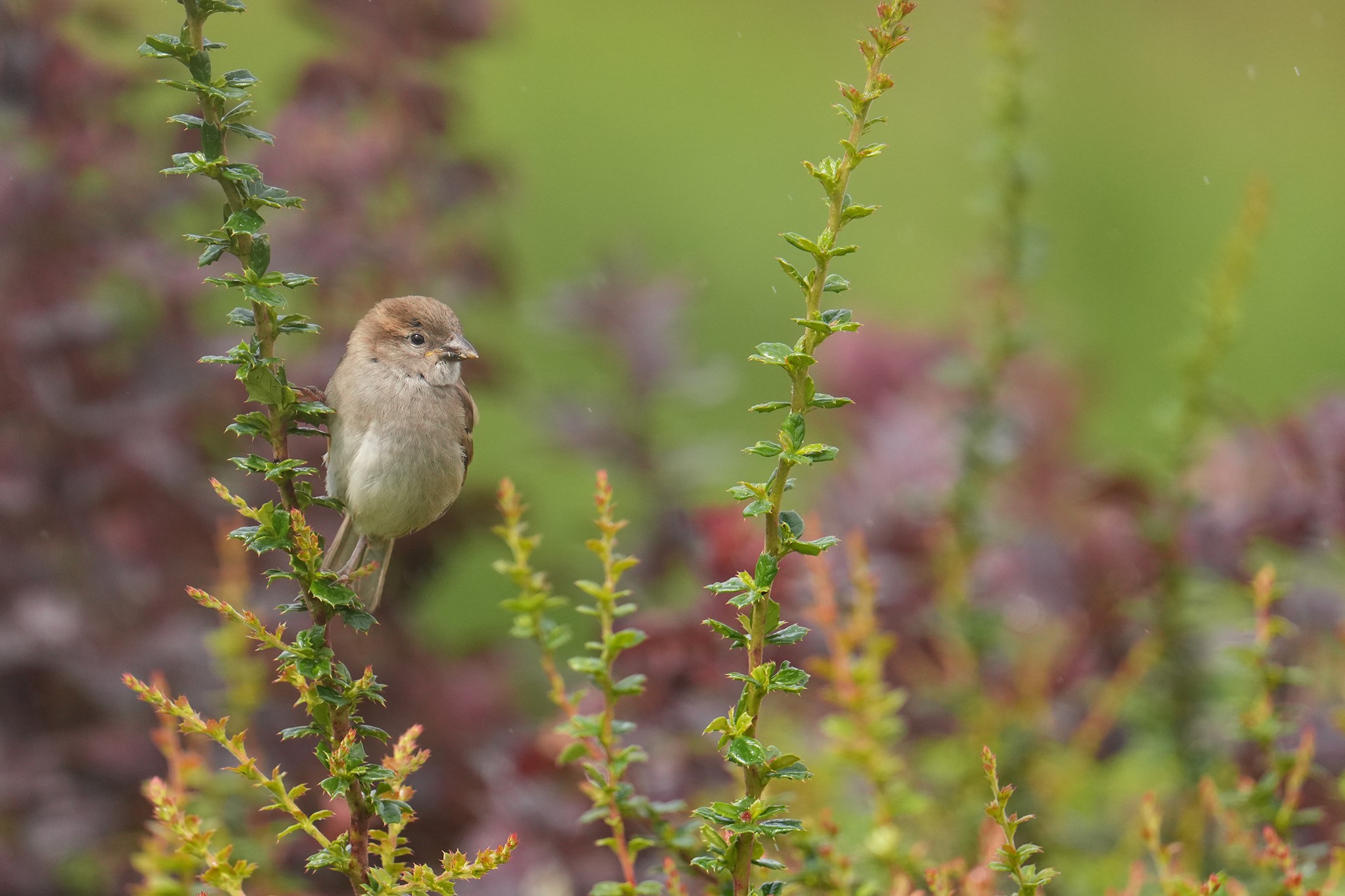 Sparrows-DSC00084-208px.jpg