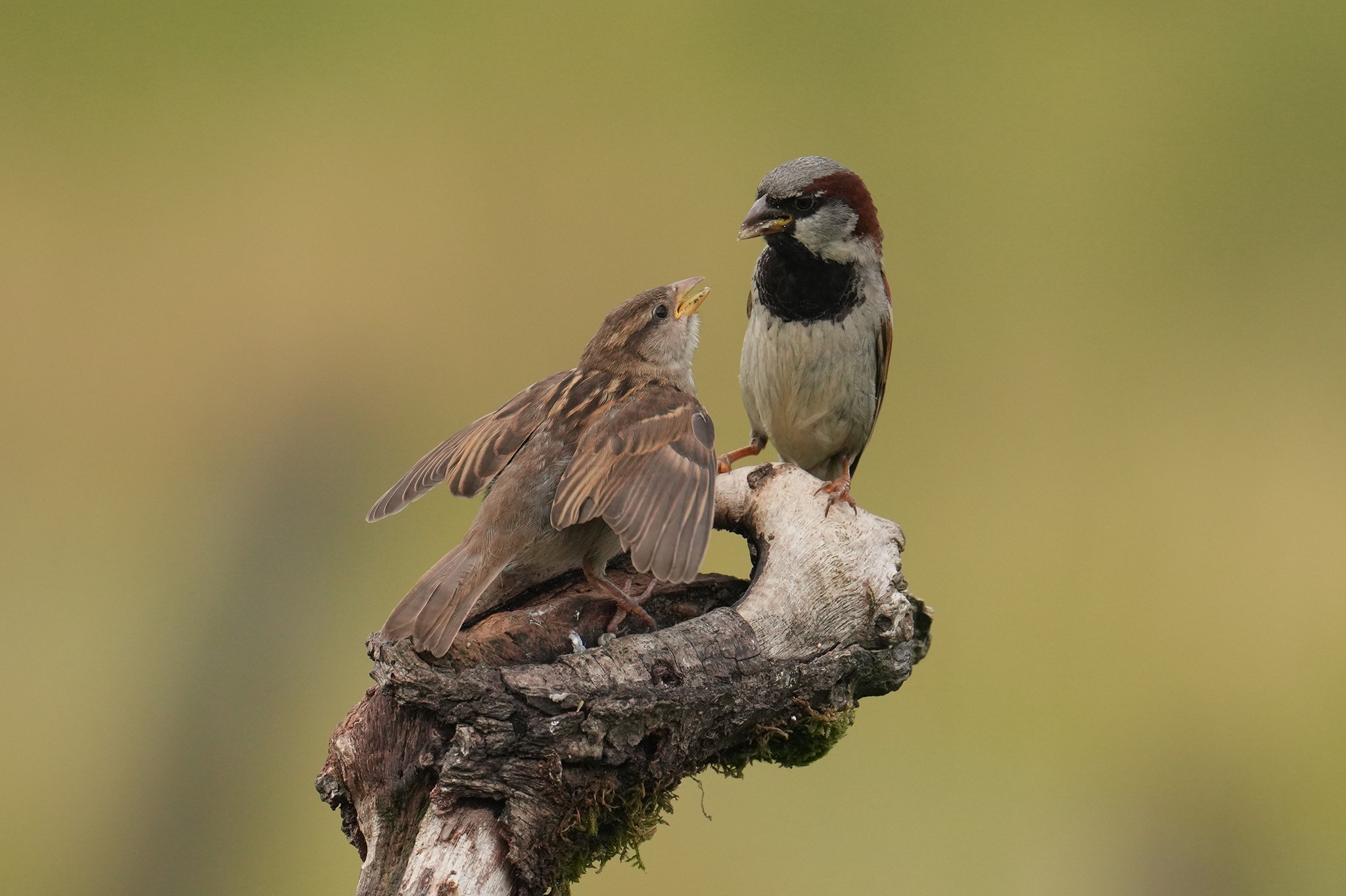 Sparrows-DSC00150-208px.jpg