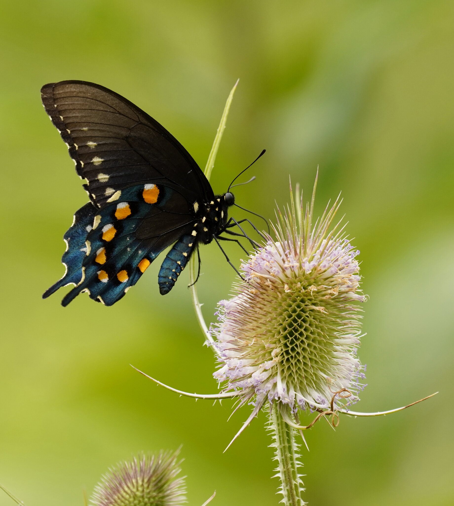 Spicebush Swallowtail