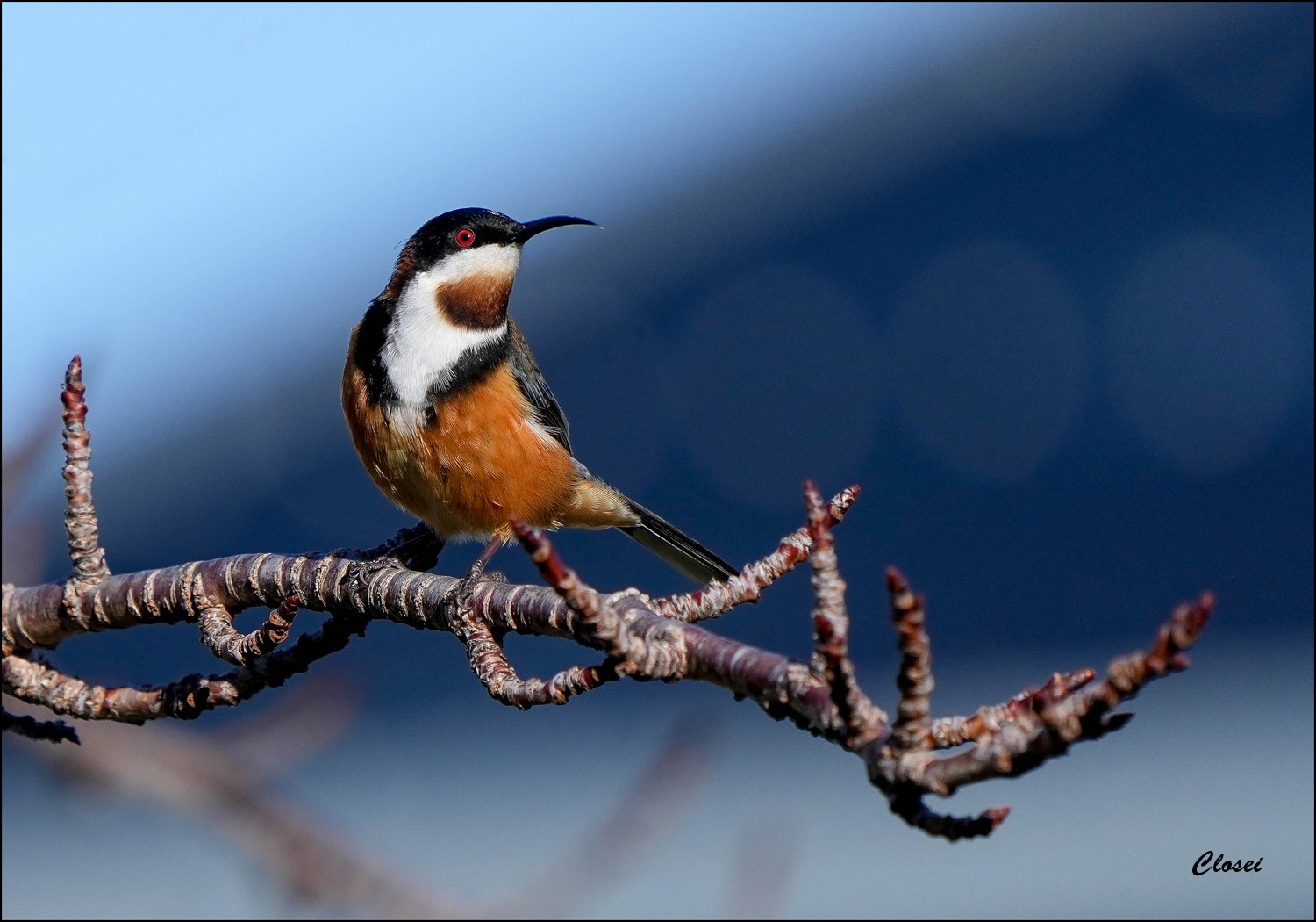 Spinebill 4 r.jpg