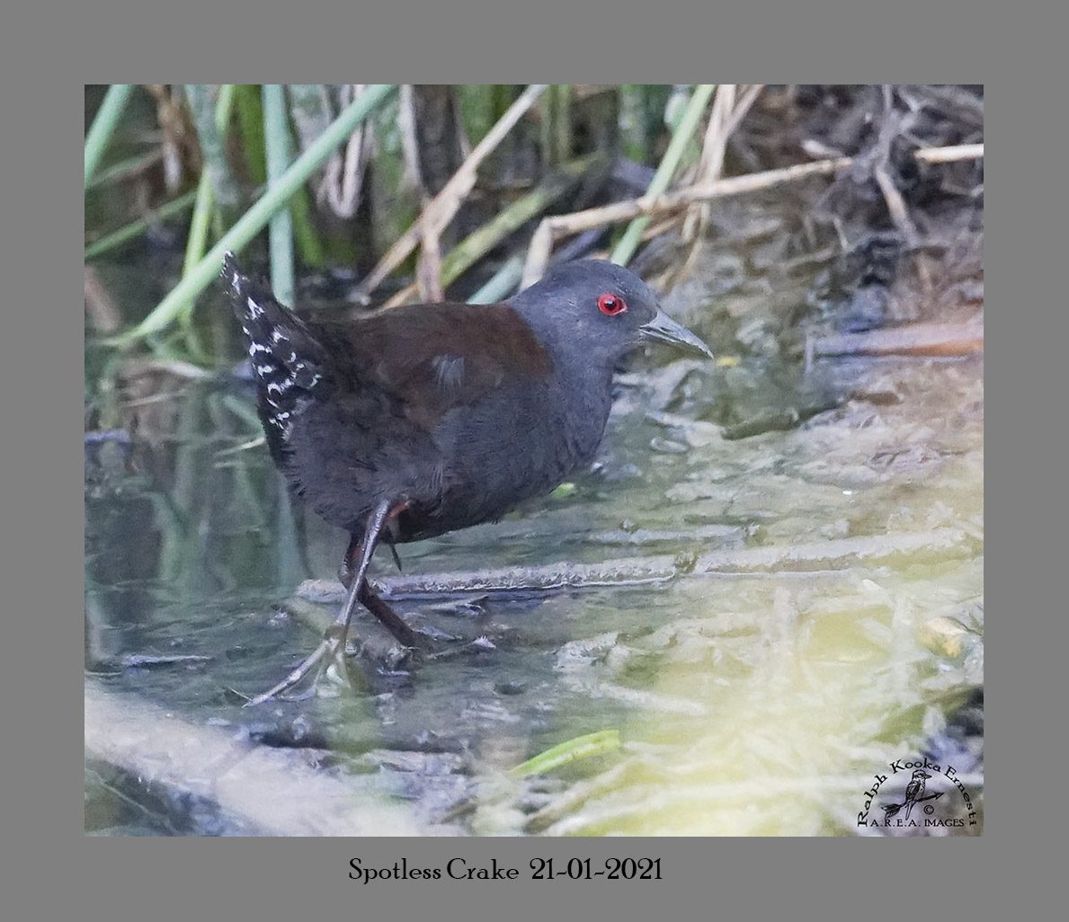 Spotless Crake 21-01-2021.JPG