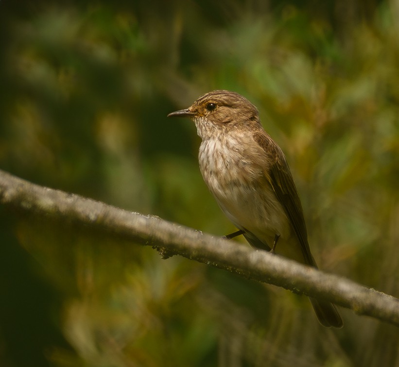 Spotted fly catcher (1 of 1).jpg