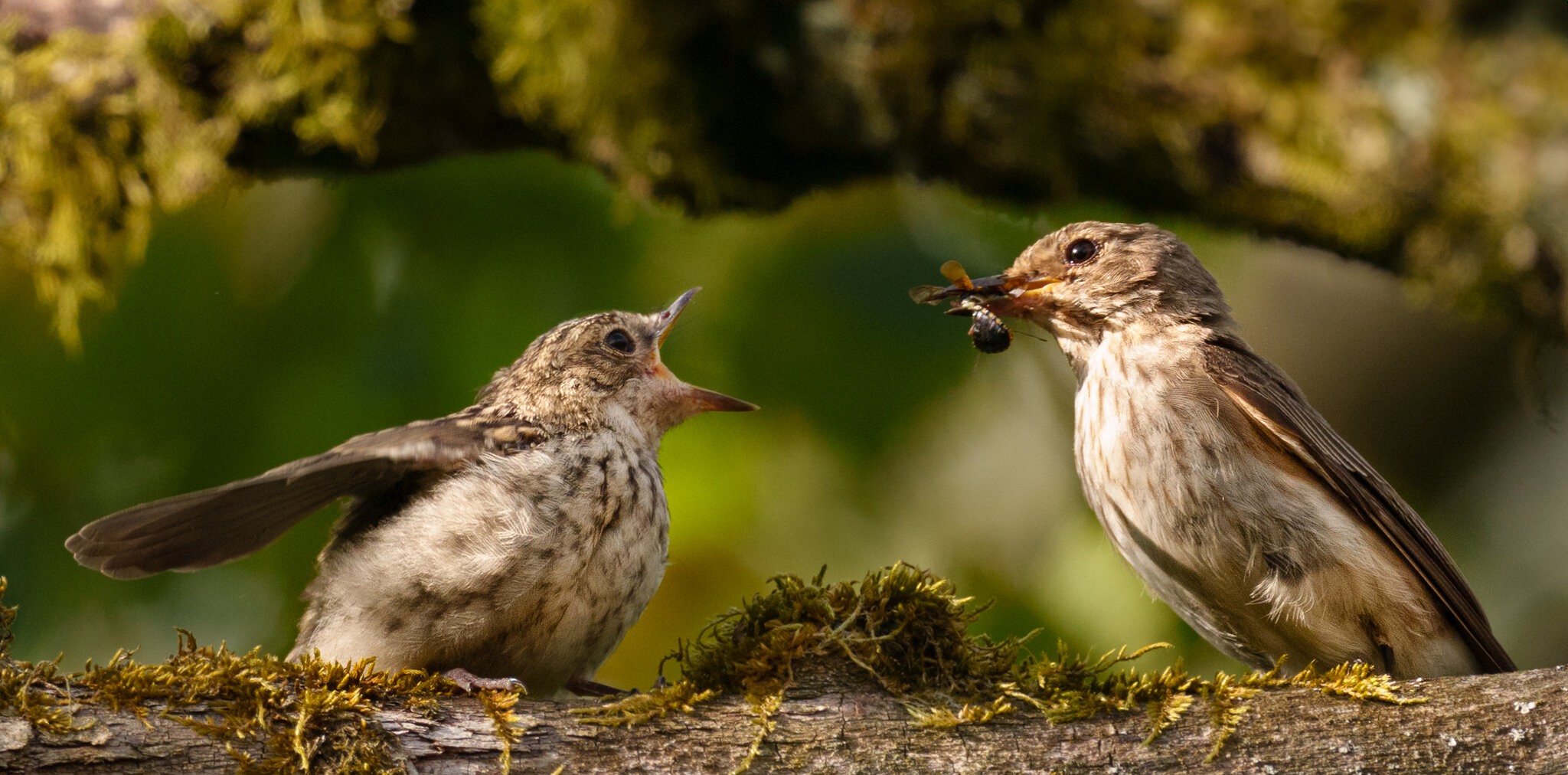 spotted flycatchers (1 of 1).jpg