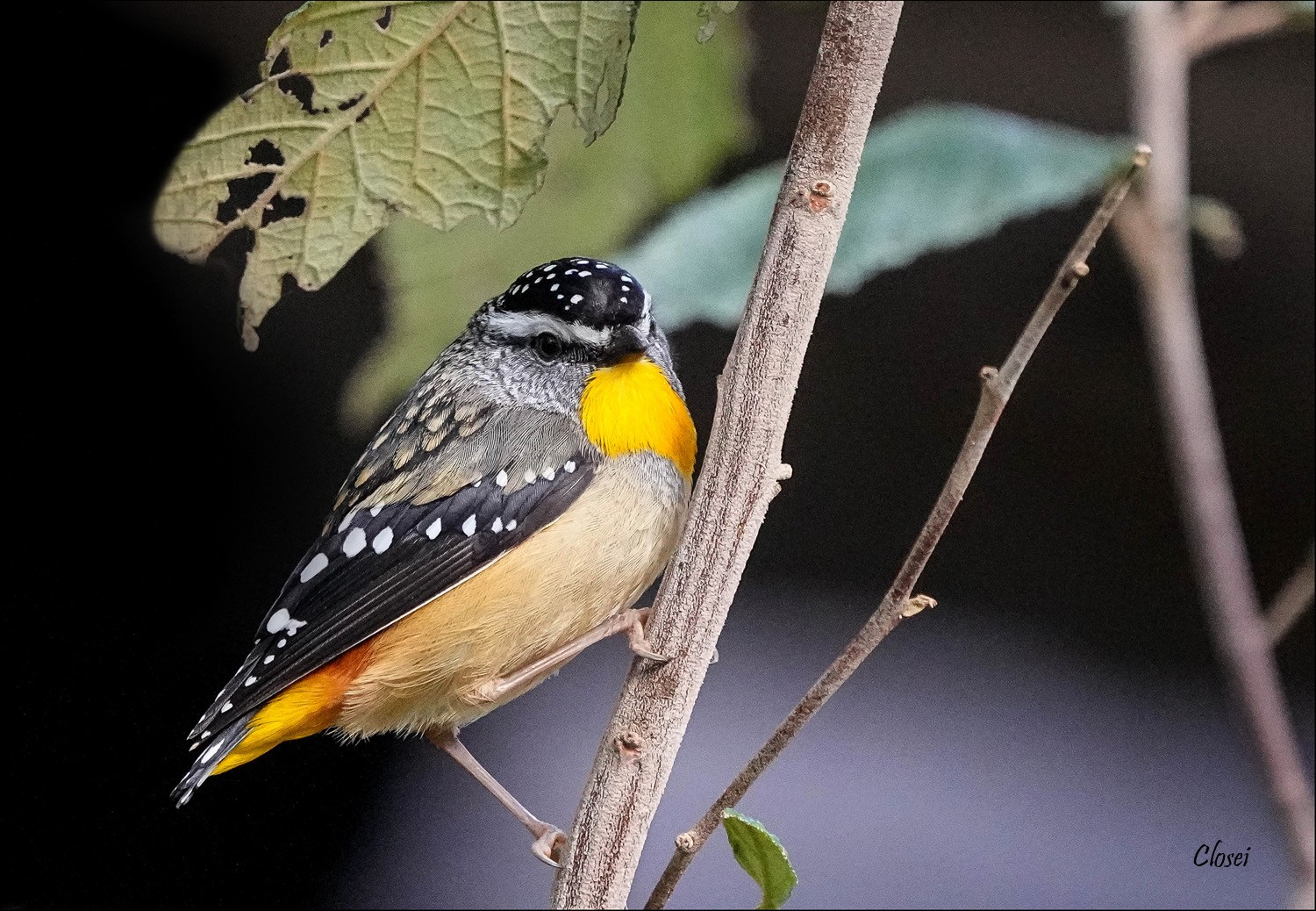 Spotted little Pardalote r.jpg