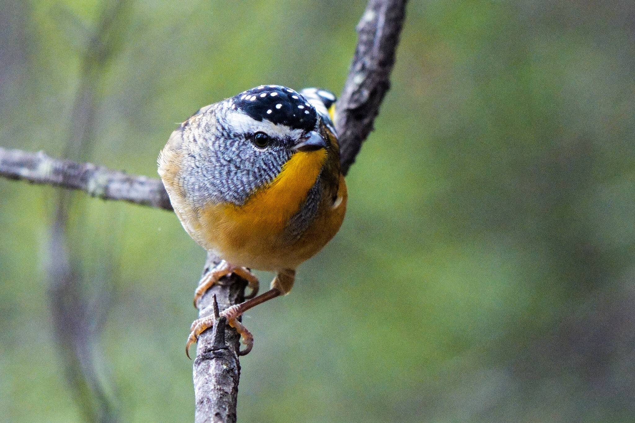 Spotted Pardalote 2 (1 of 1).jpg