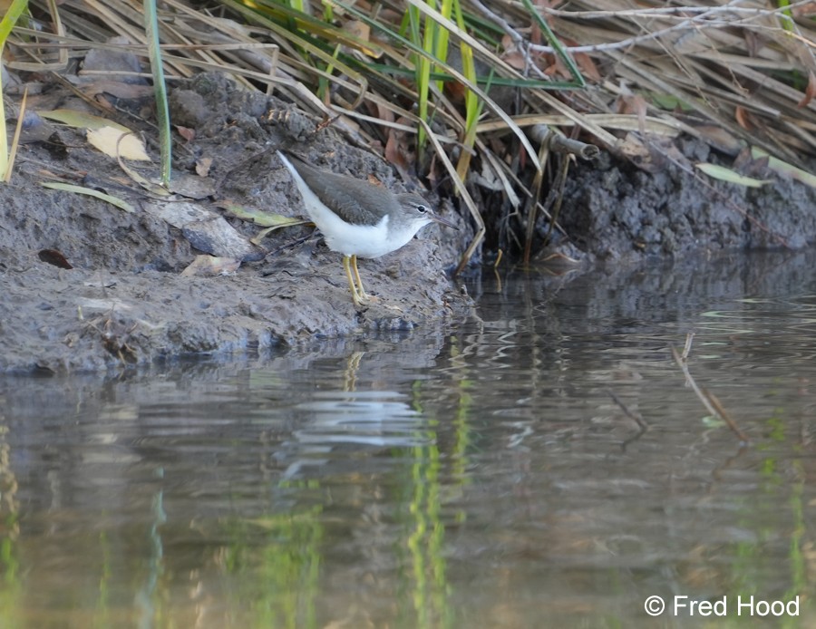 spotted sandpiper S5376.JPG