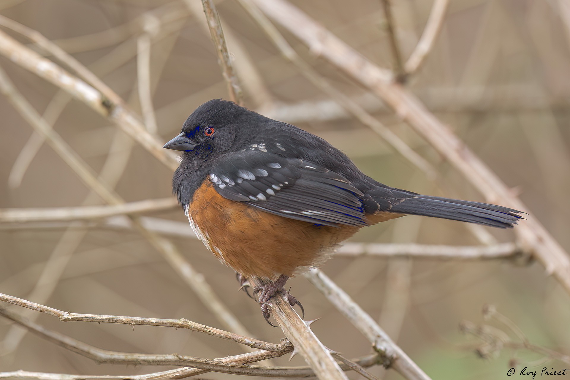 Spotted Towhee_RP29626--Edit.jpg