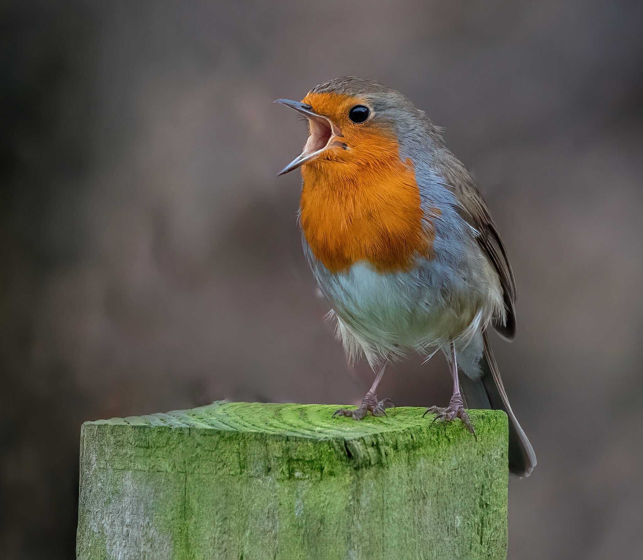 Spring Robin @ Prestwick.jpg