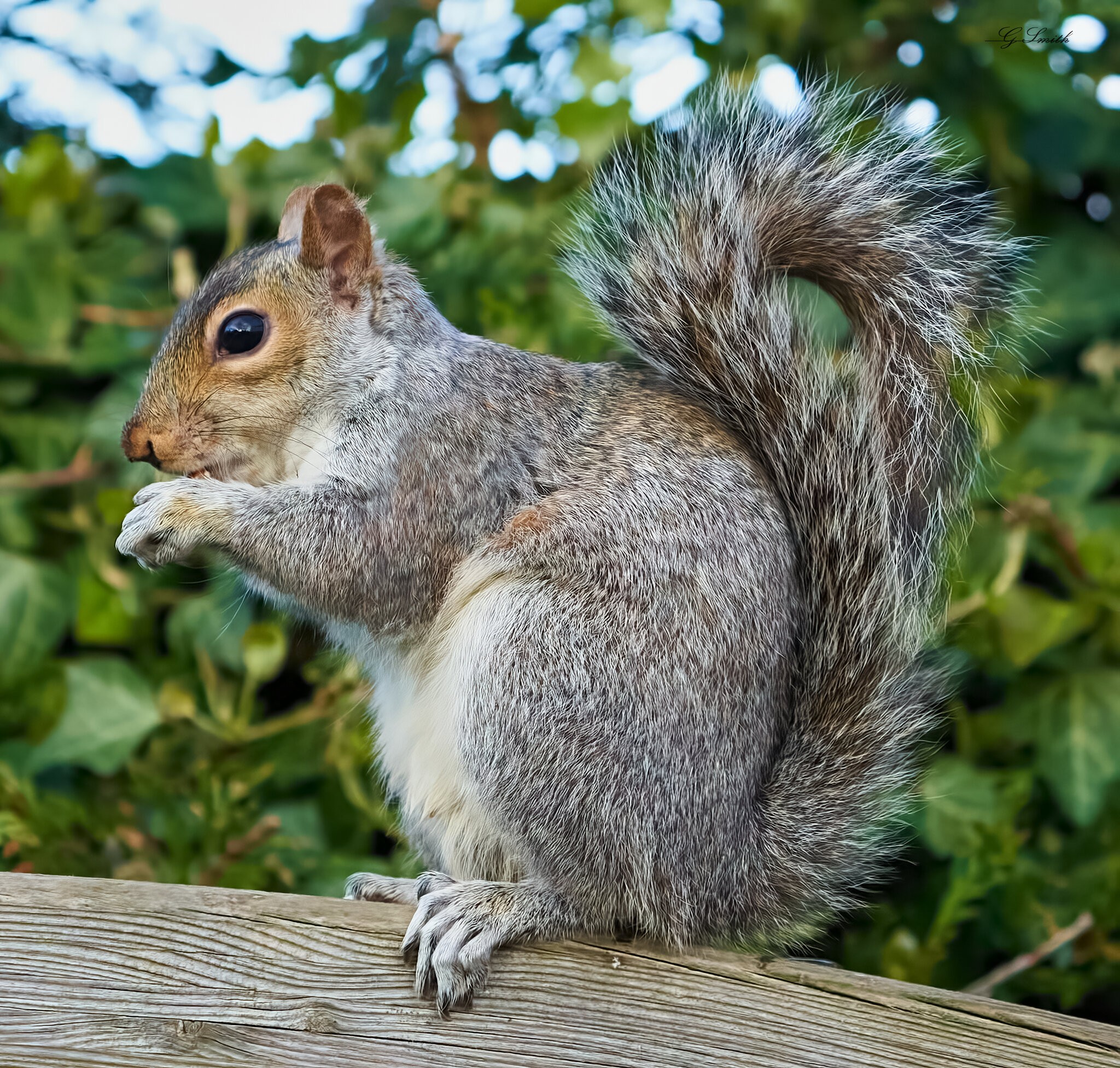 squirrel 2022 27.jpg