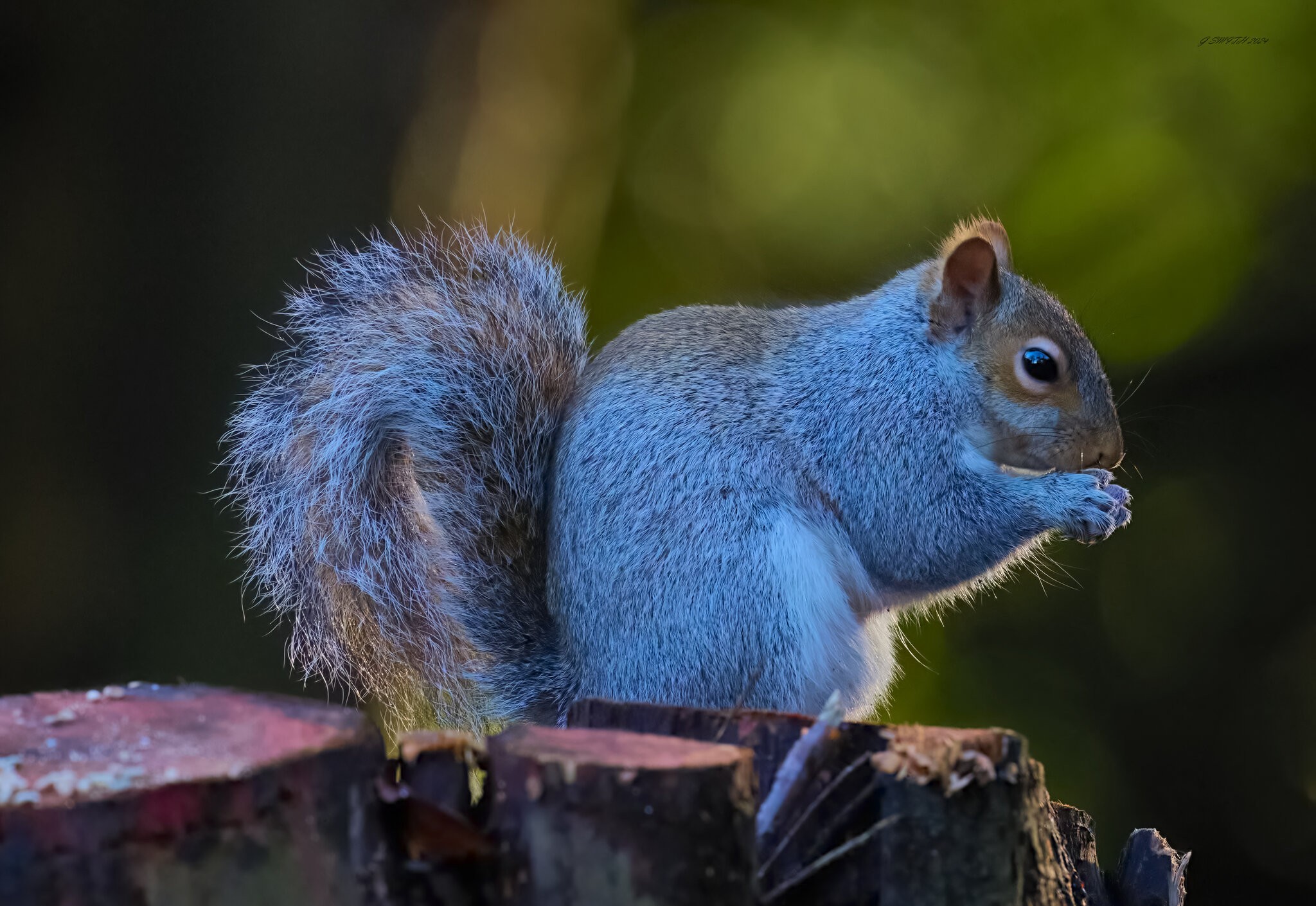 squirrel 2024 11.jpg