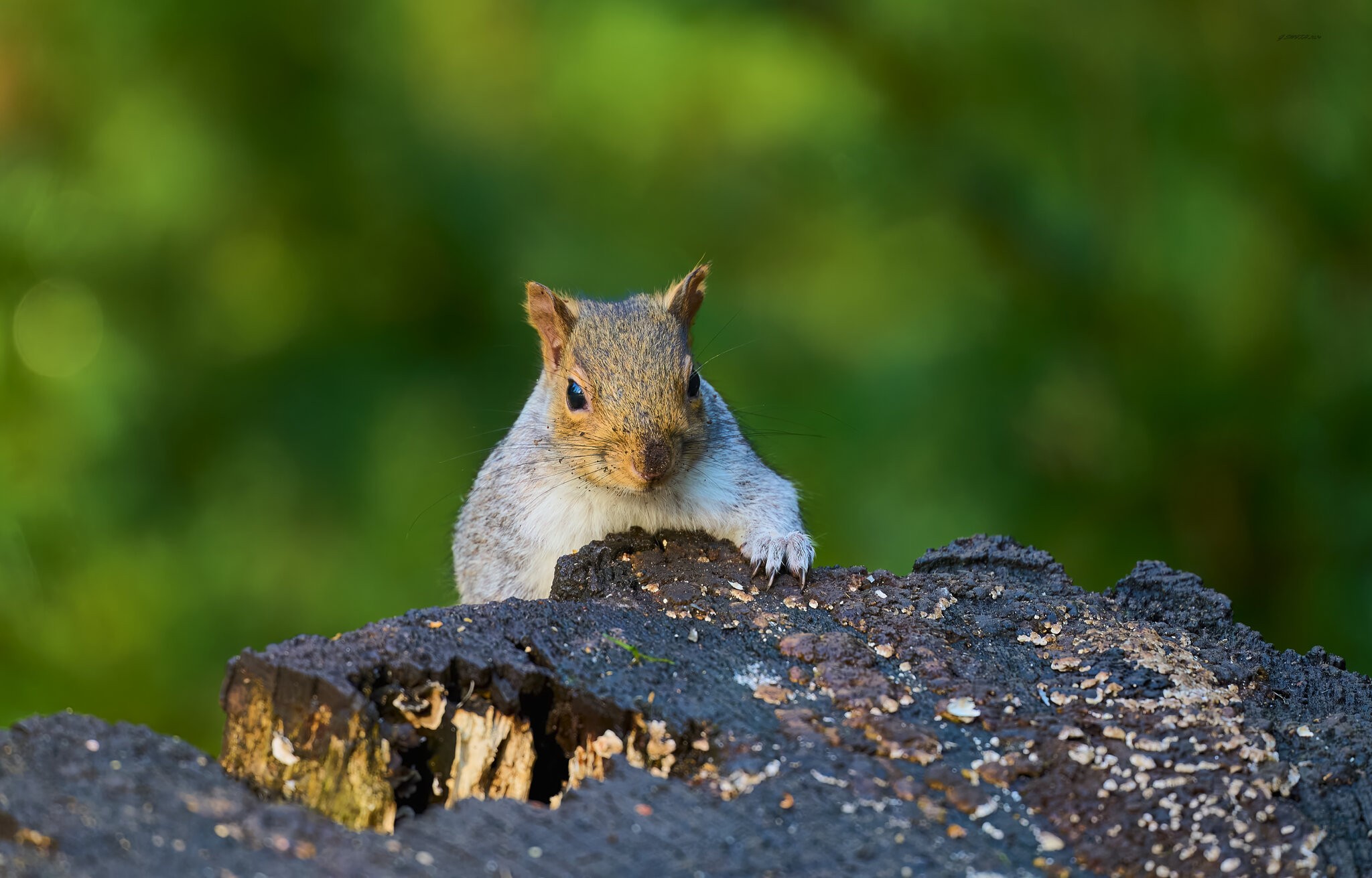 squirrel 2024 12.jpg